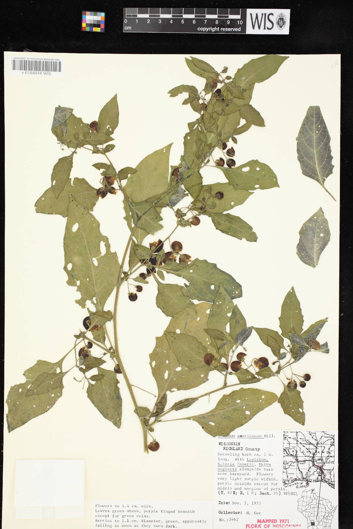 Solanum ptychanthum image