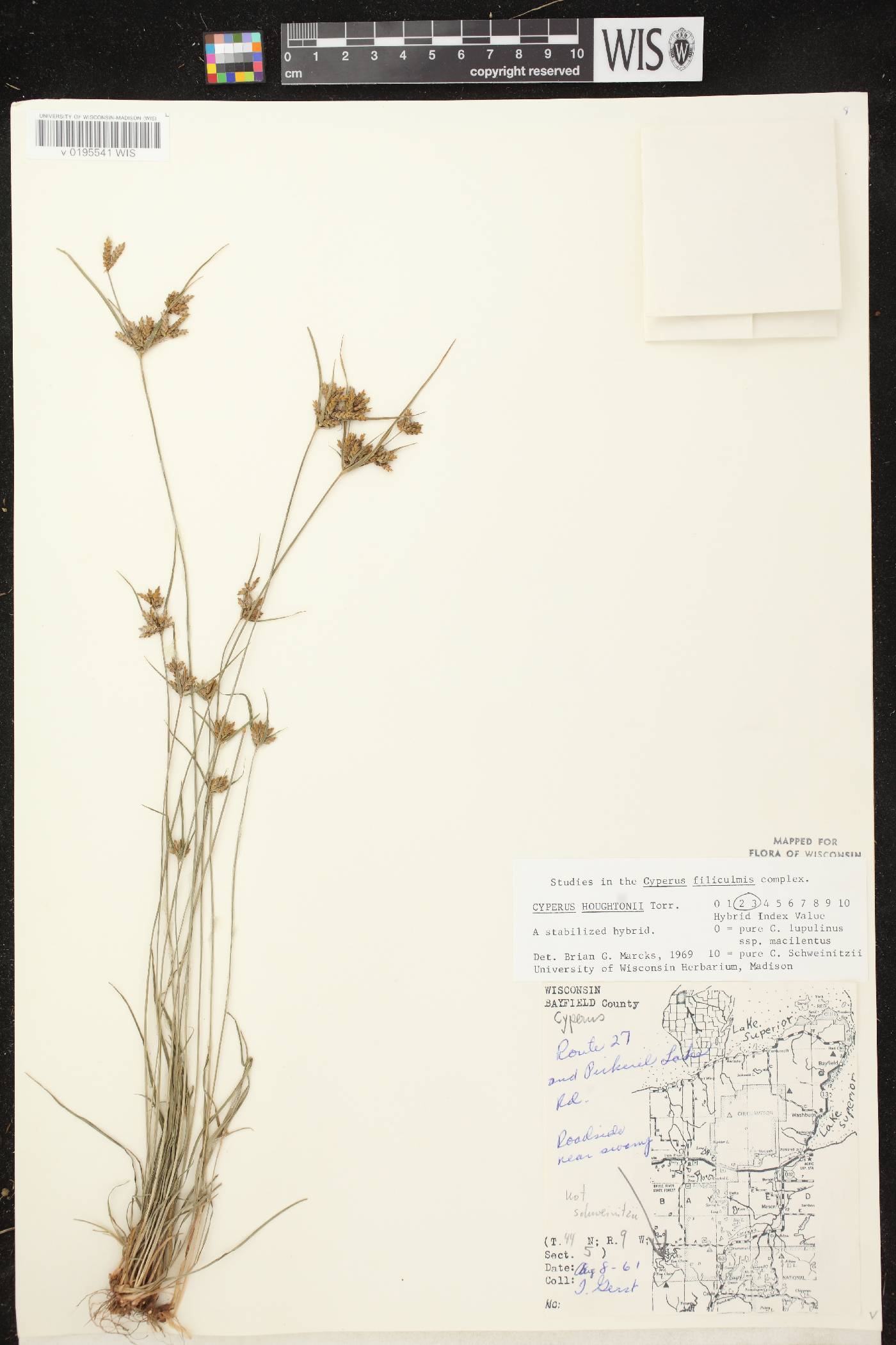 Cyperus houghtonii image