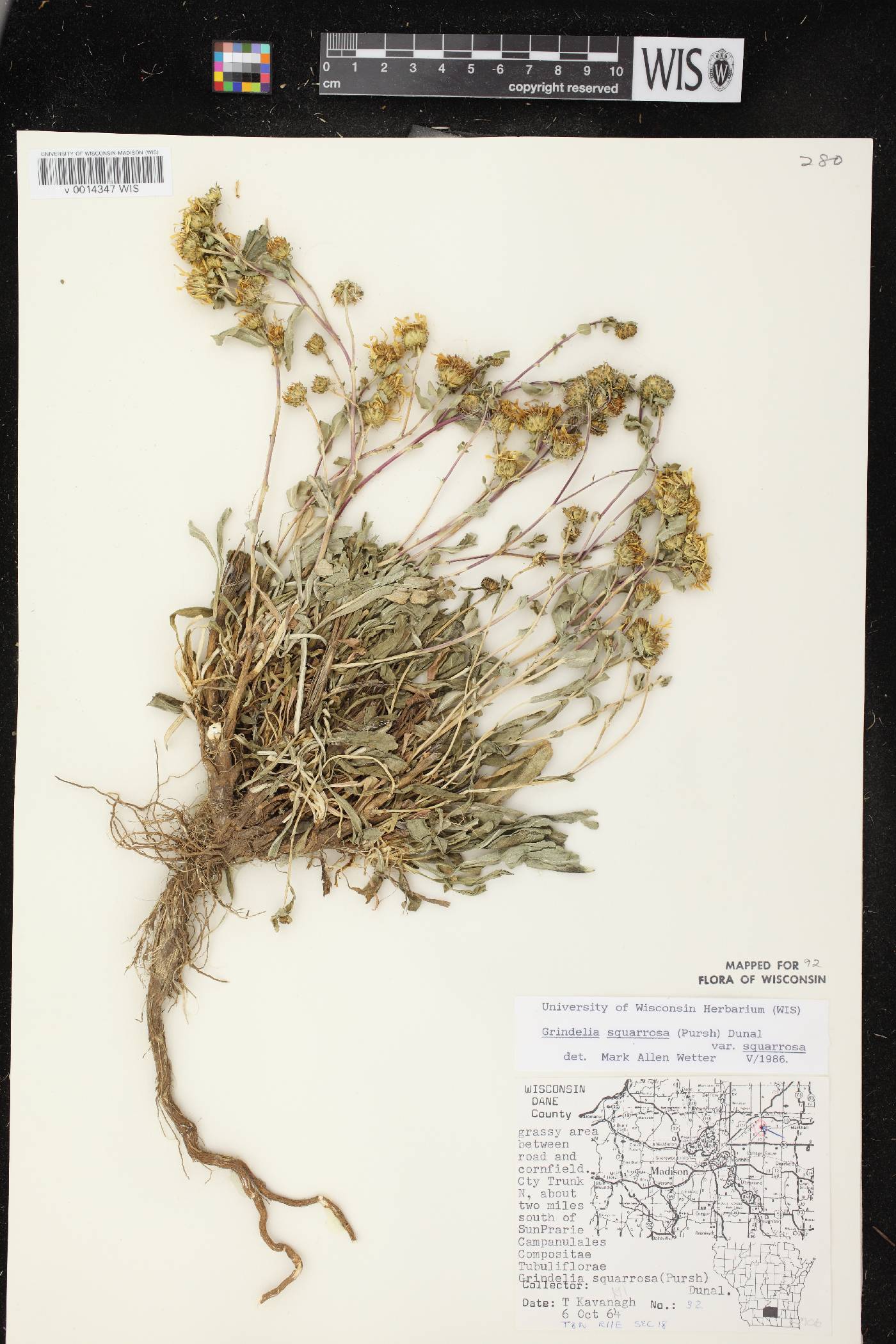Grindelia squarrosa image