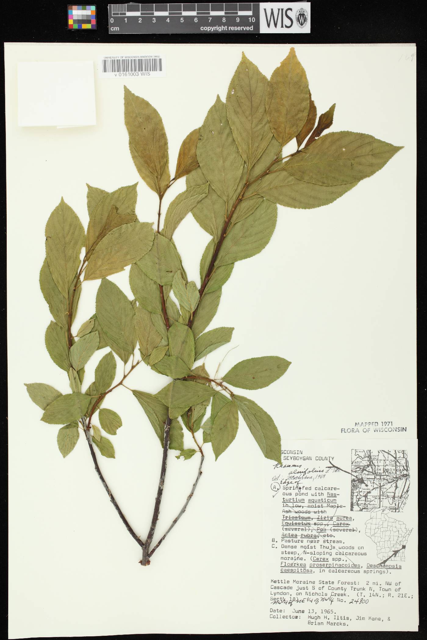 Rhamnus alnifolia image
