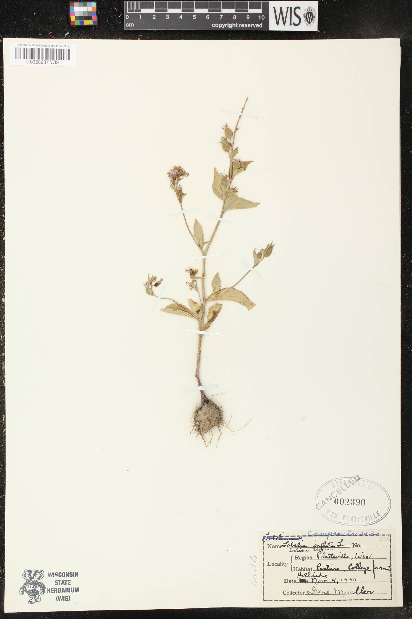 Lobelia inflata image