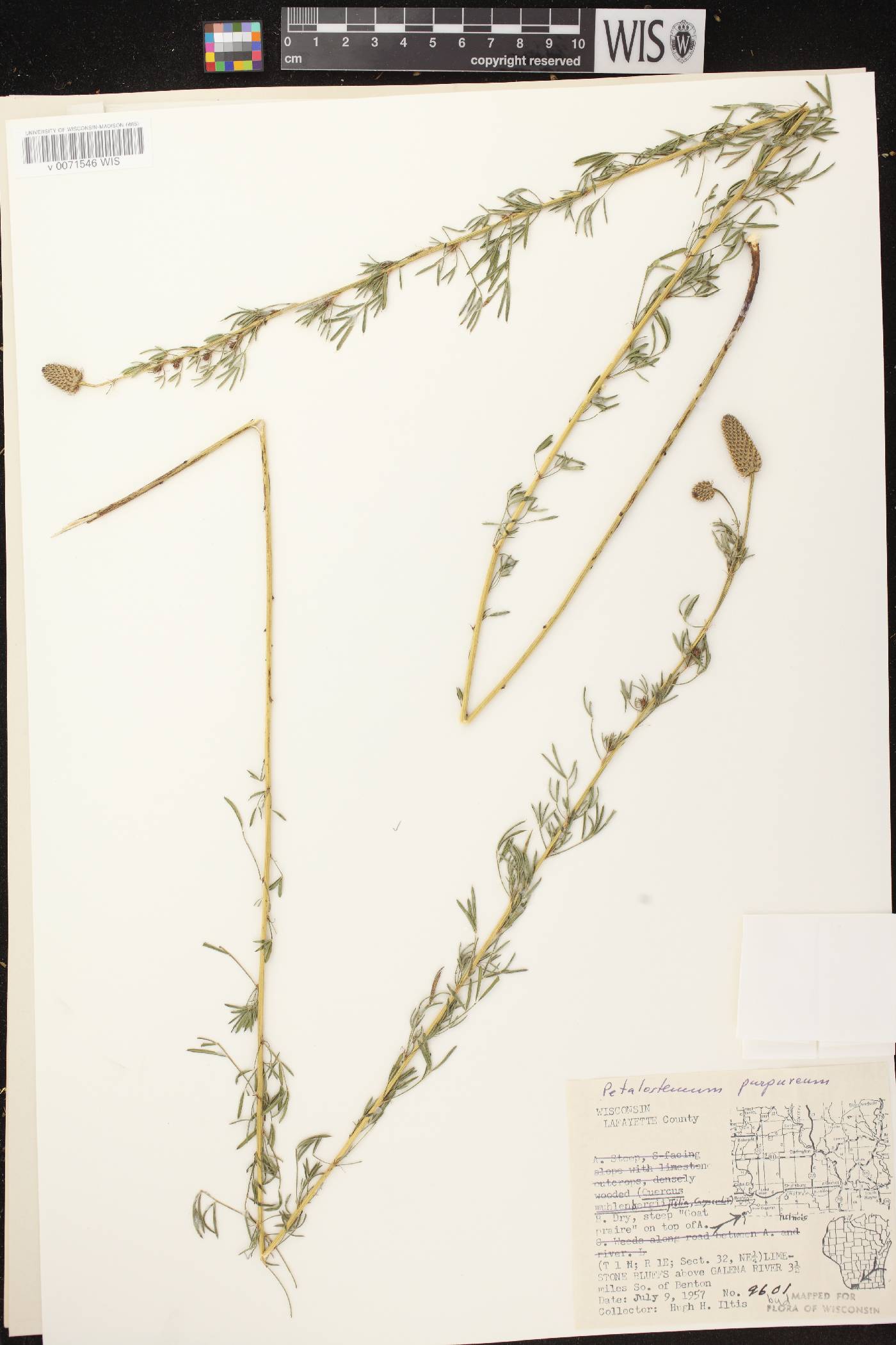 Dalea purpurea var. purpurea image