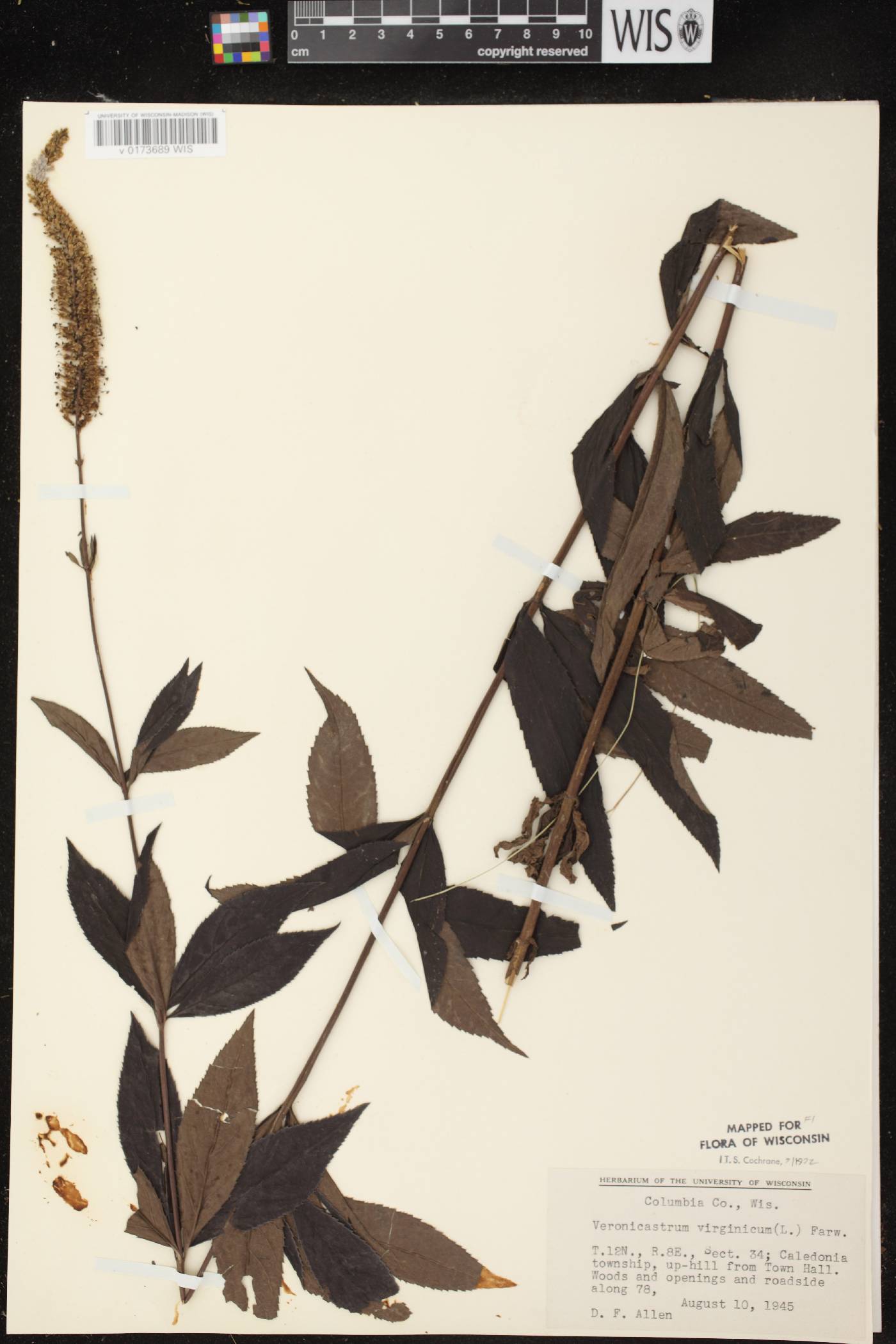 Veronicastrum virginicum image