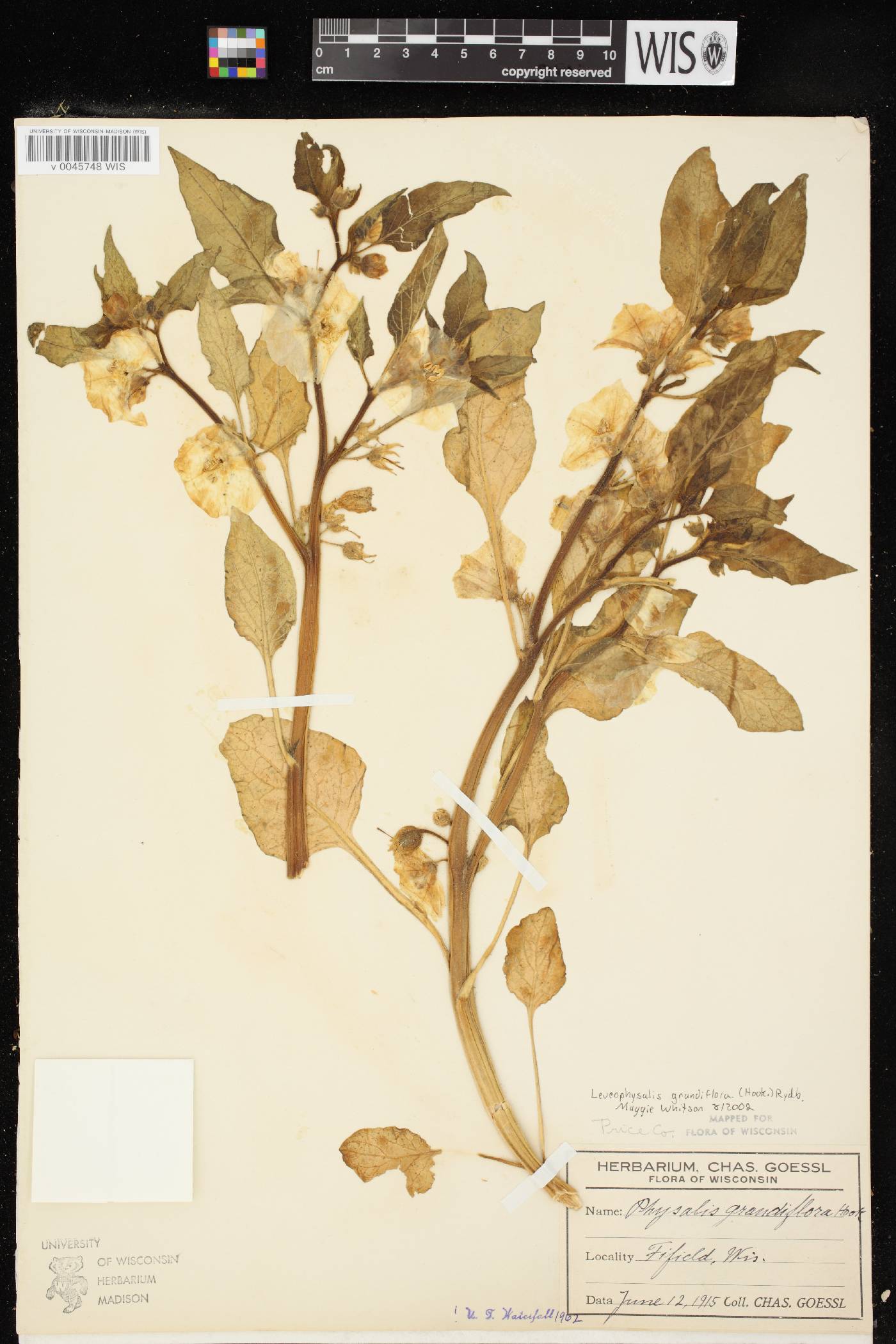 Leucophysalis grandiflora image