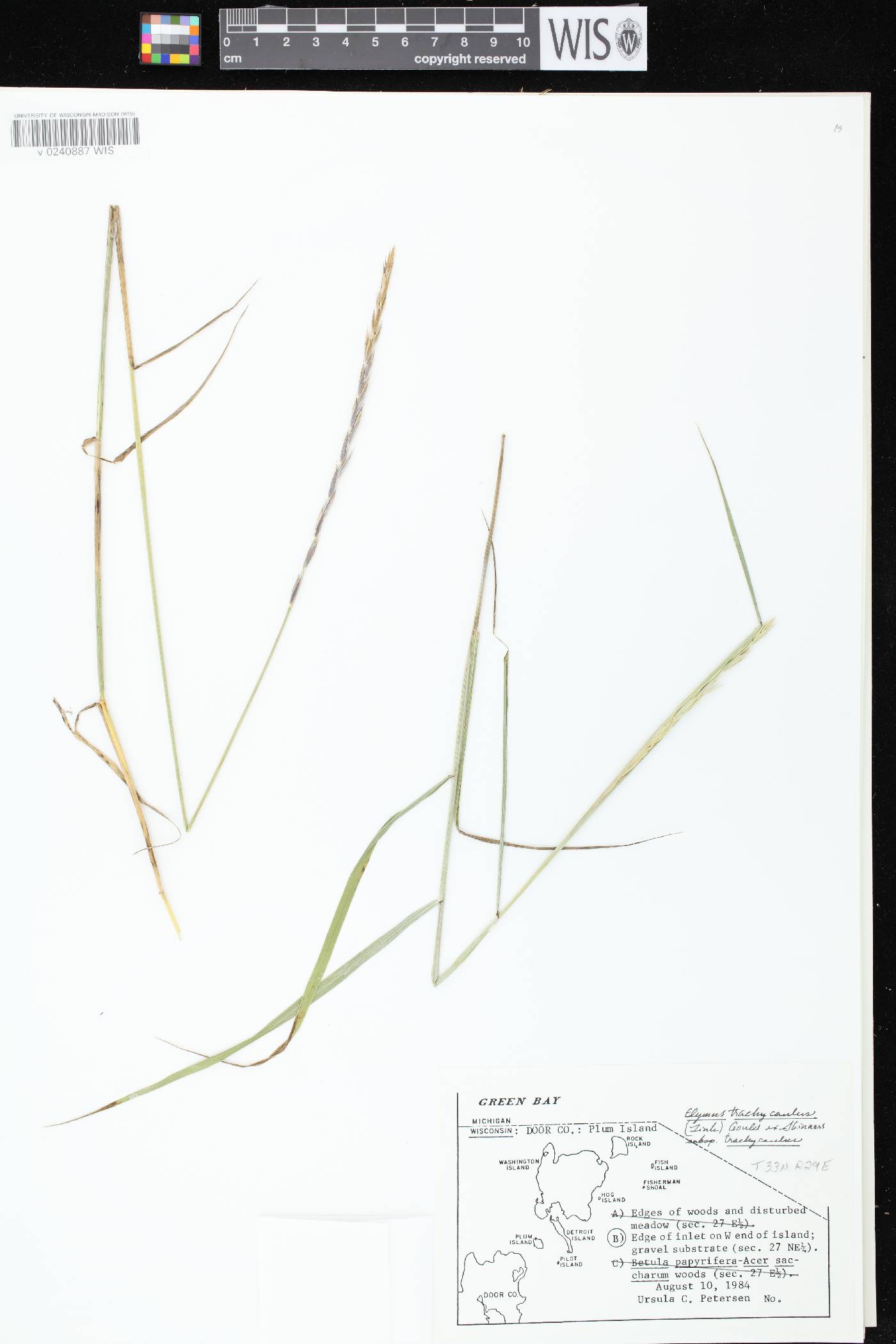 Elymus trachycaulus subsp. trachycaulus image