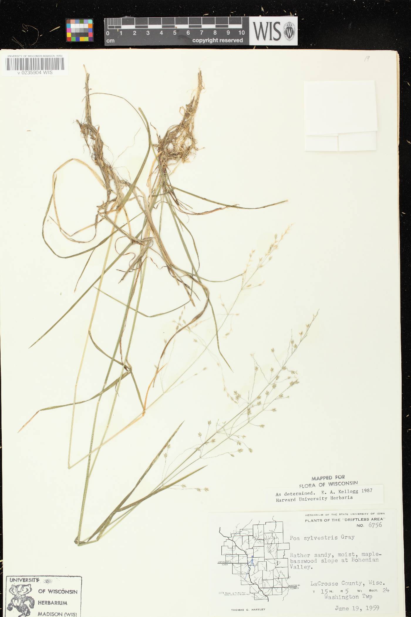 Poa sylvestris image