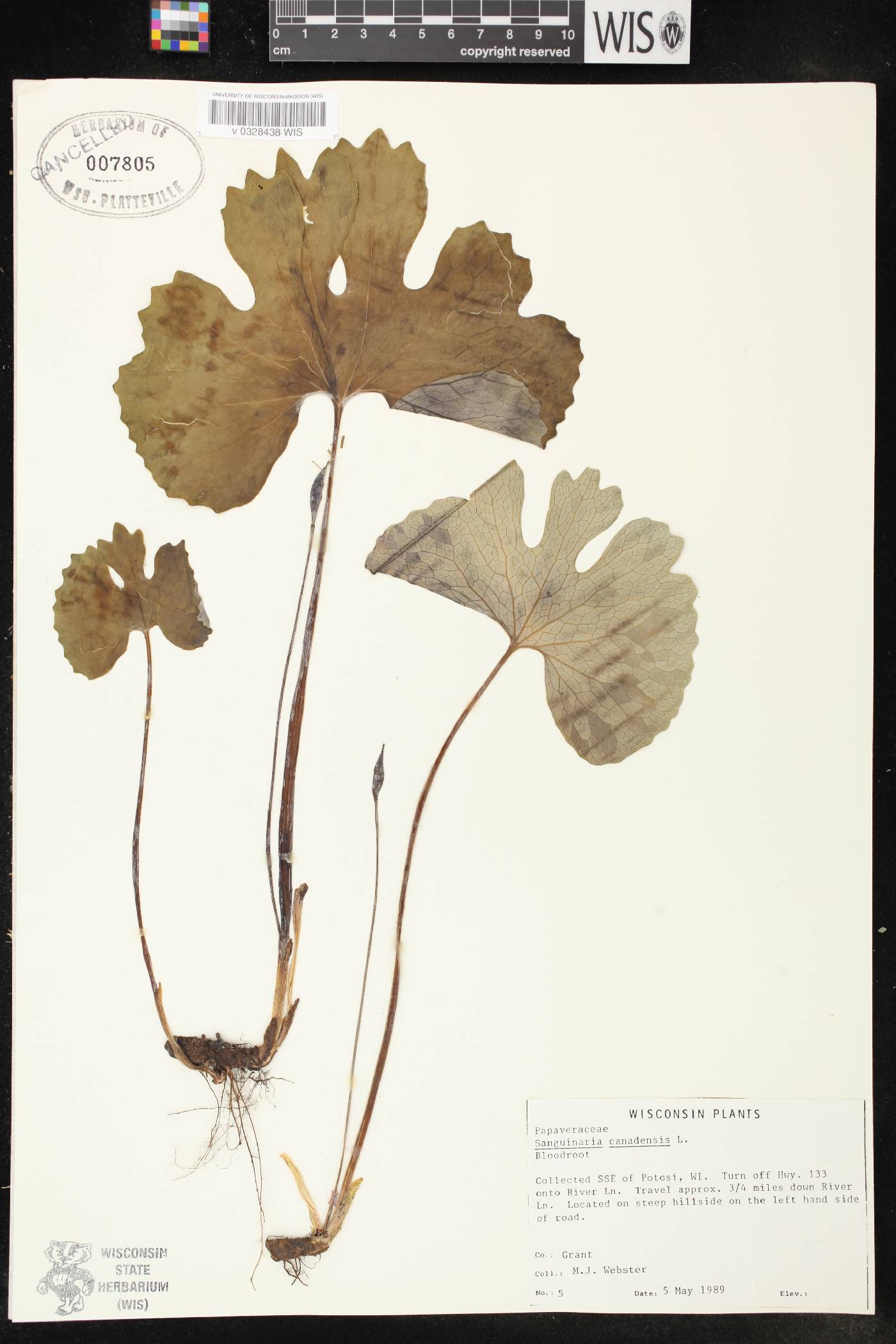 Sanguinaria canadensis image