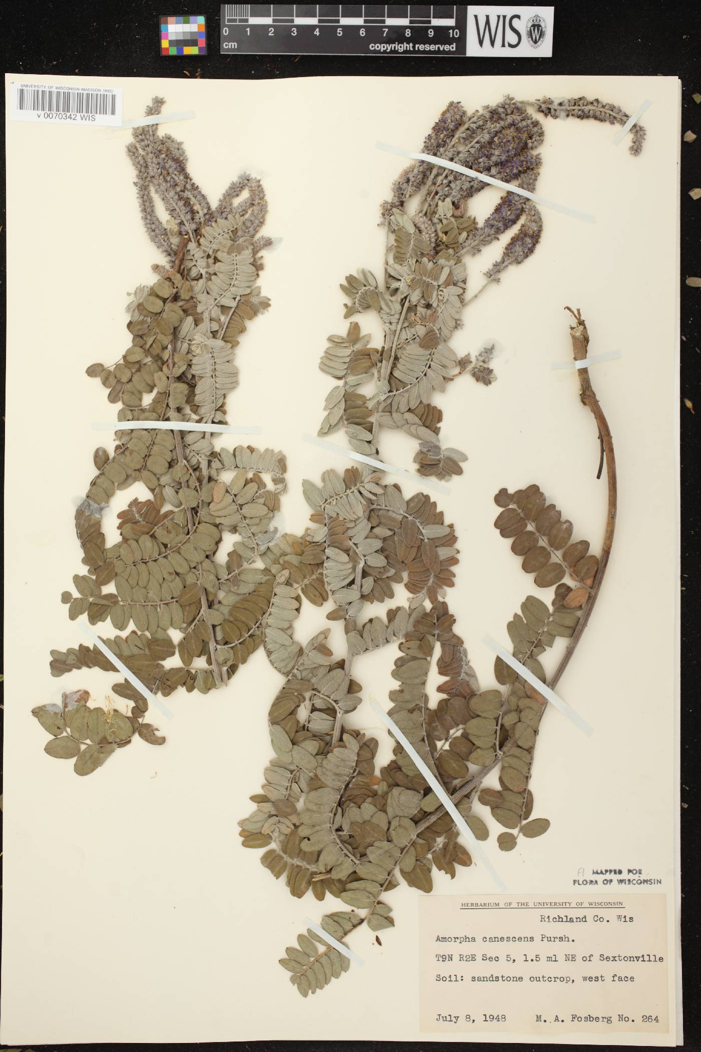 Amorpha canescens image