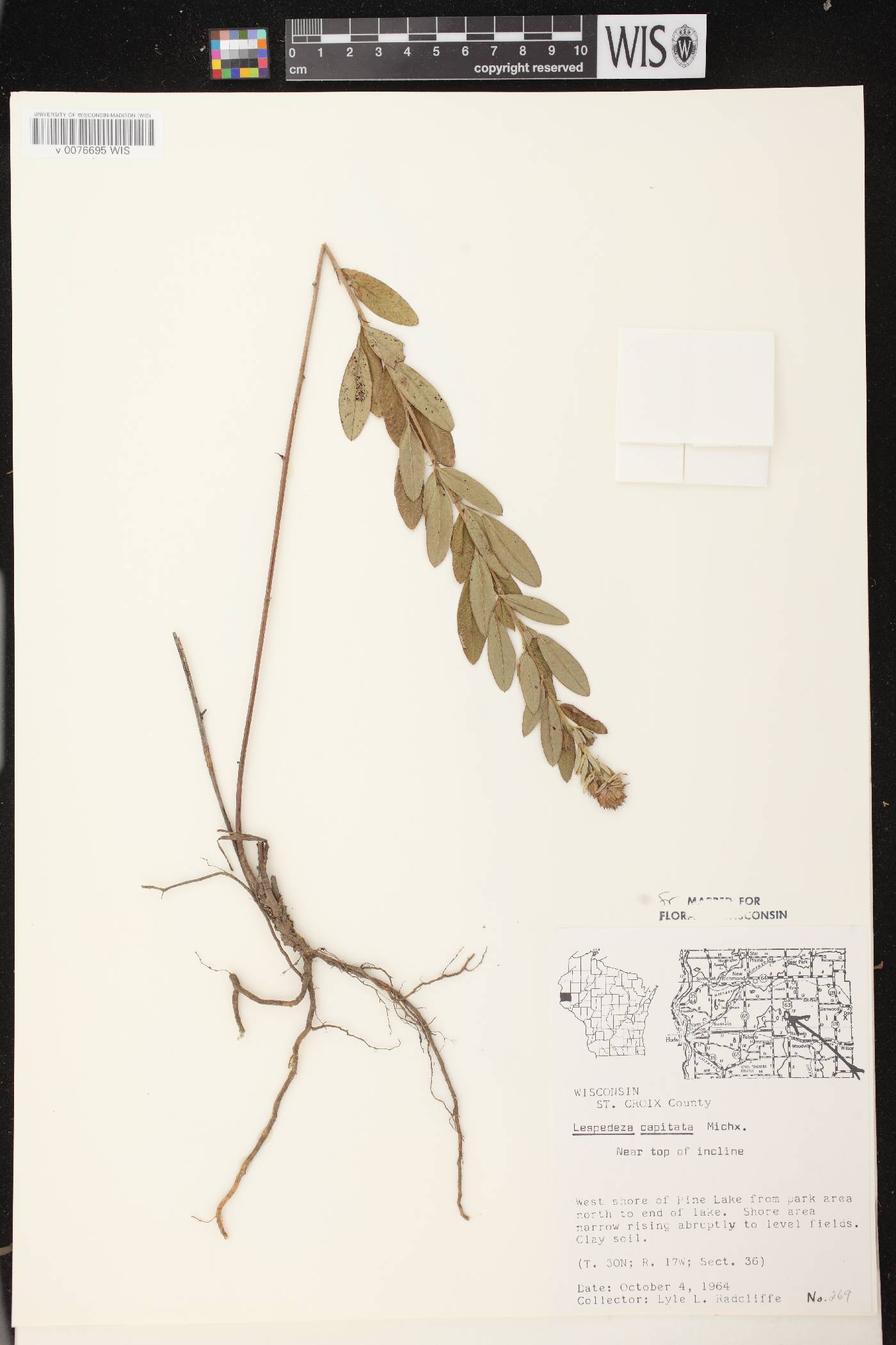 Lespedeza capitata image