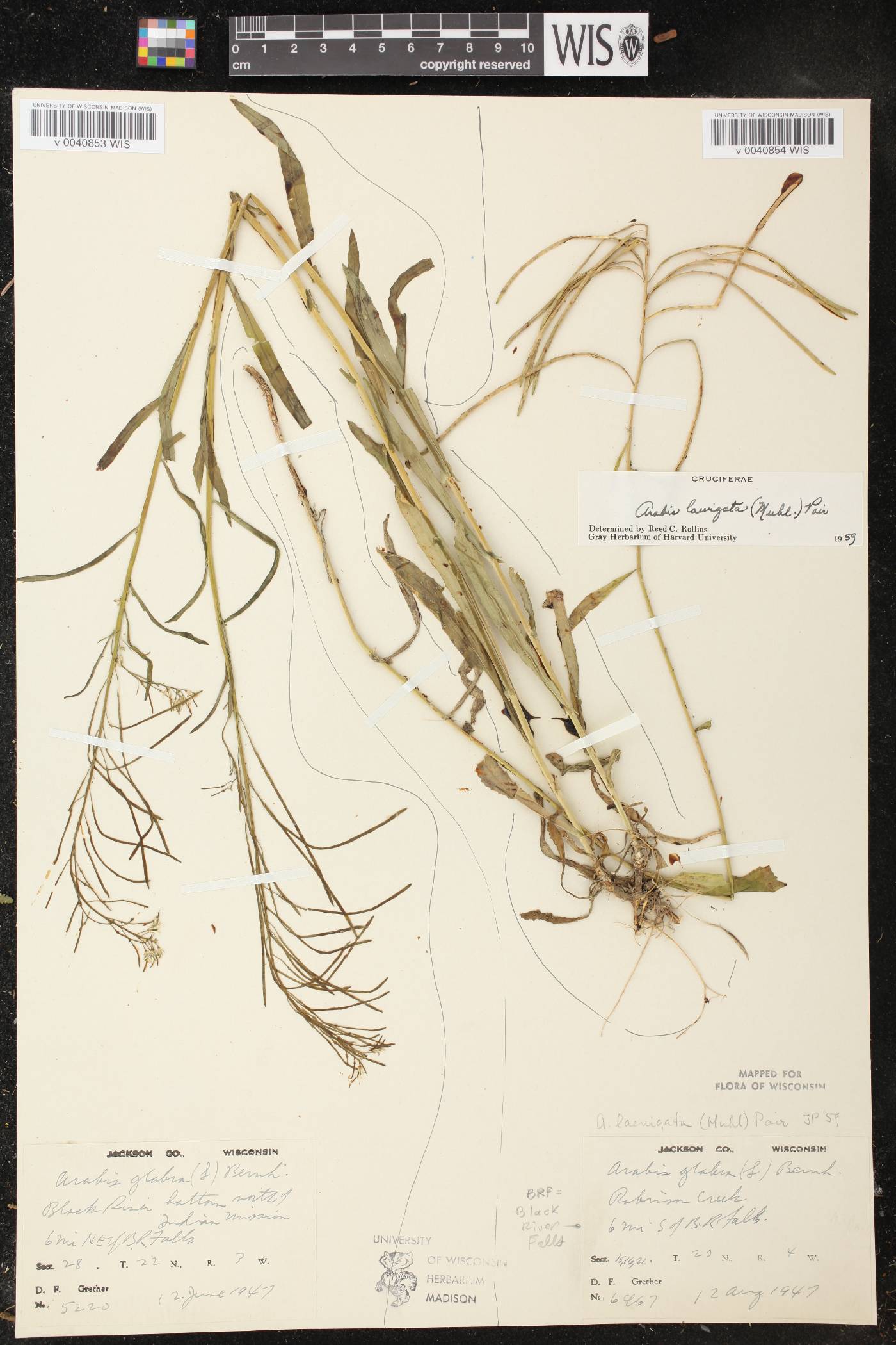 Boechera laevigata image
