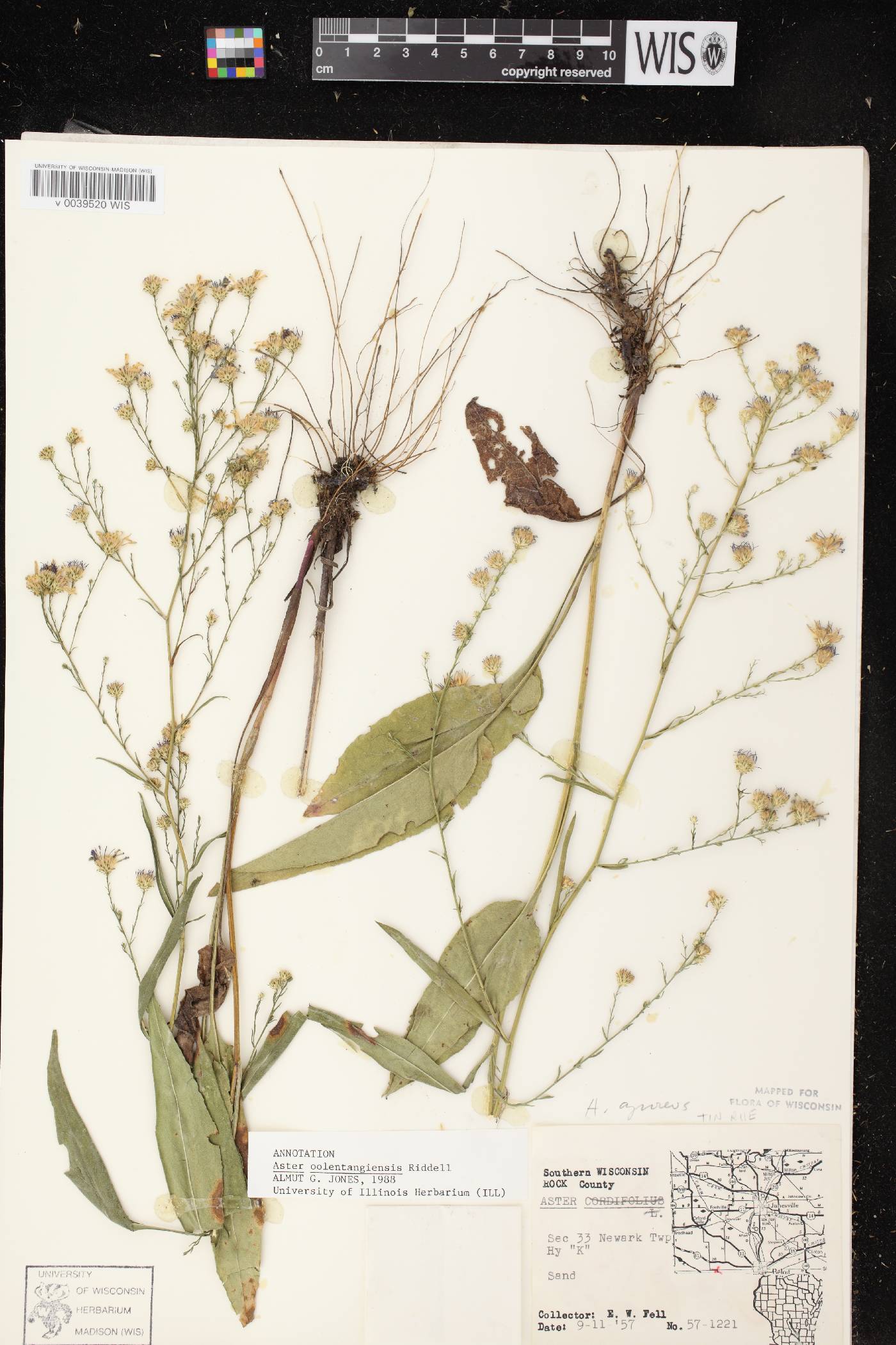 Symphyotrichum oolentangiense image
