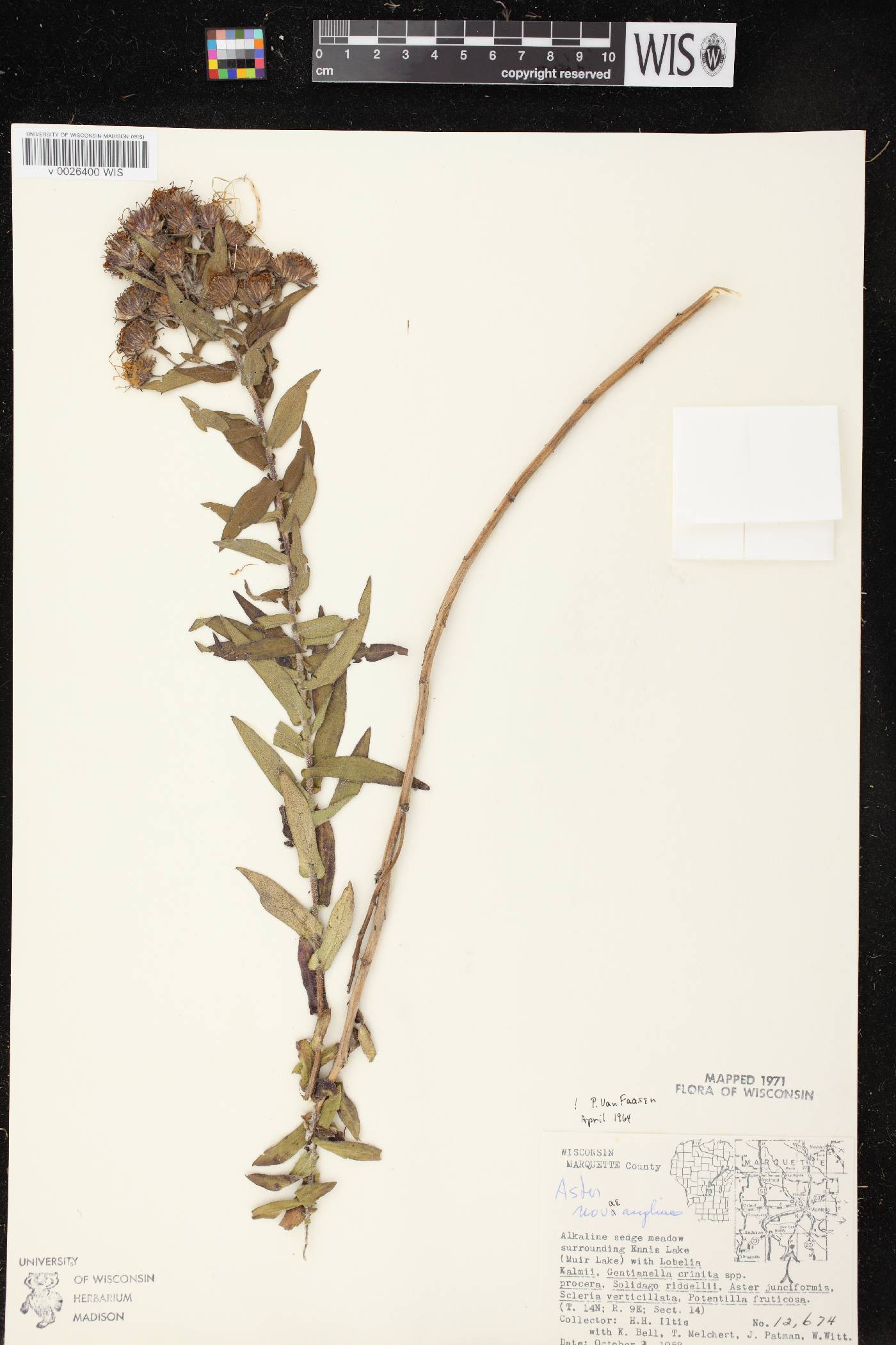 Symphyotrichum novae-angliae image