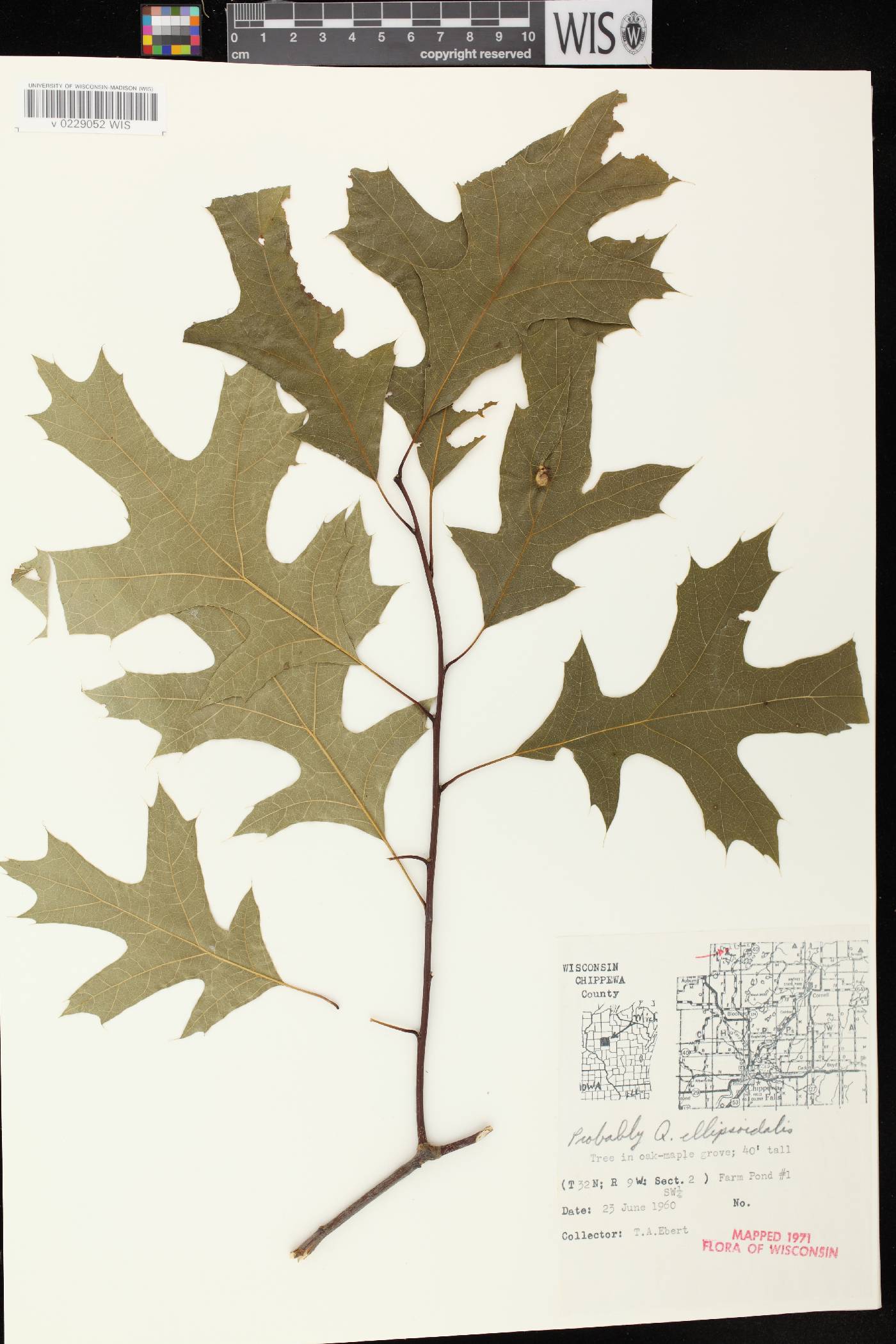Quercus ellipsoidalis image