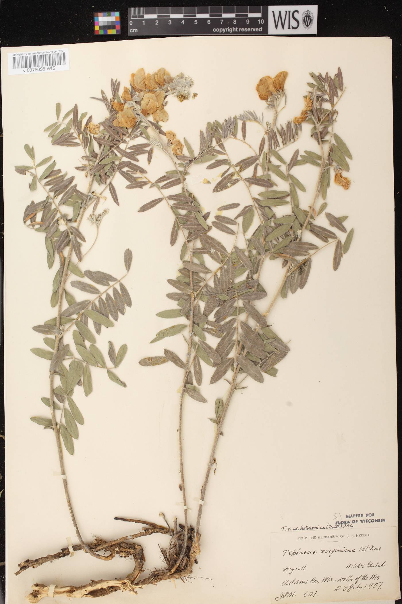 Tephrosia virginiana image