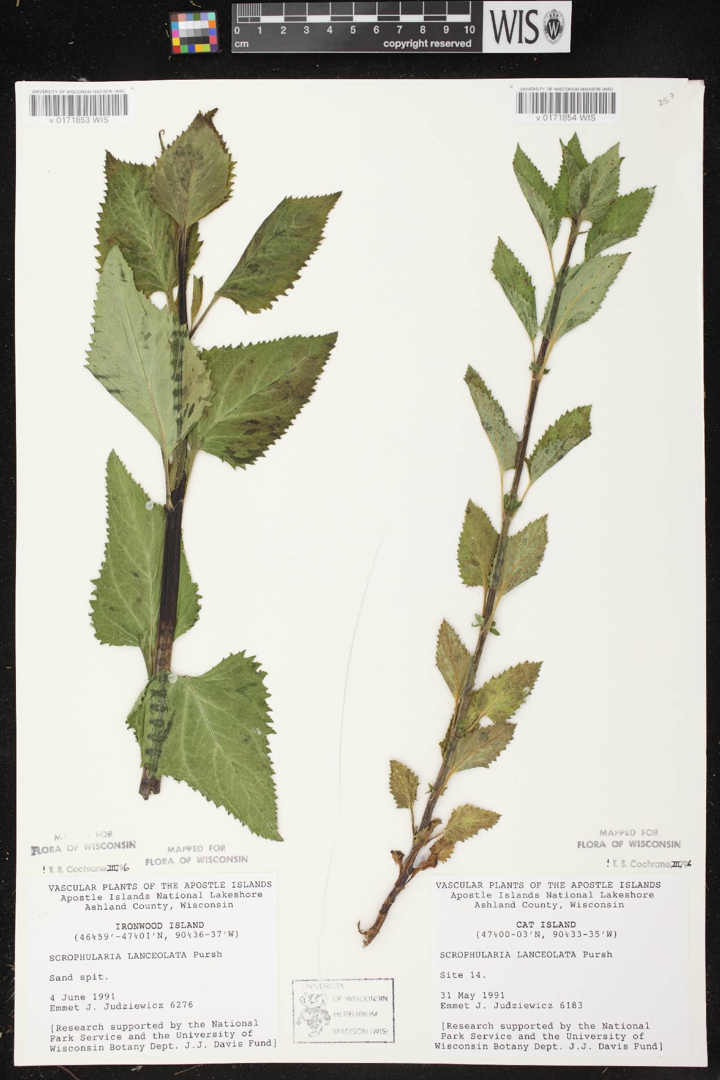Scrophularia lanceolata image