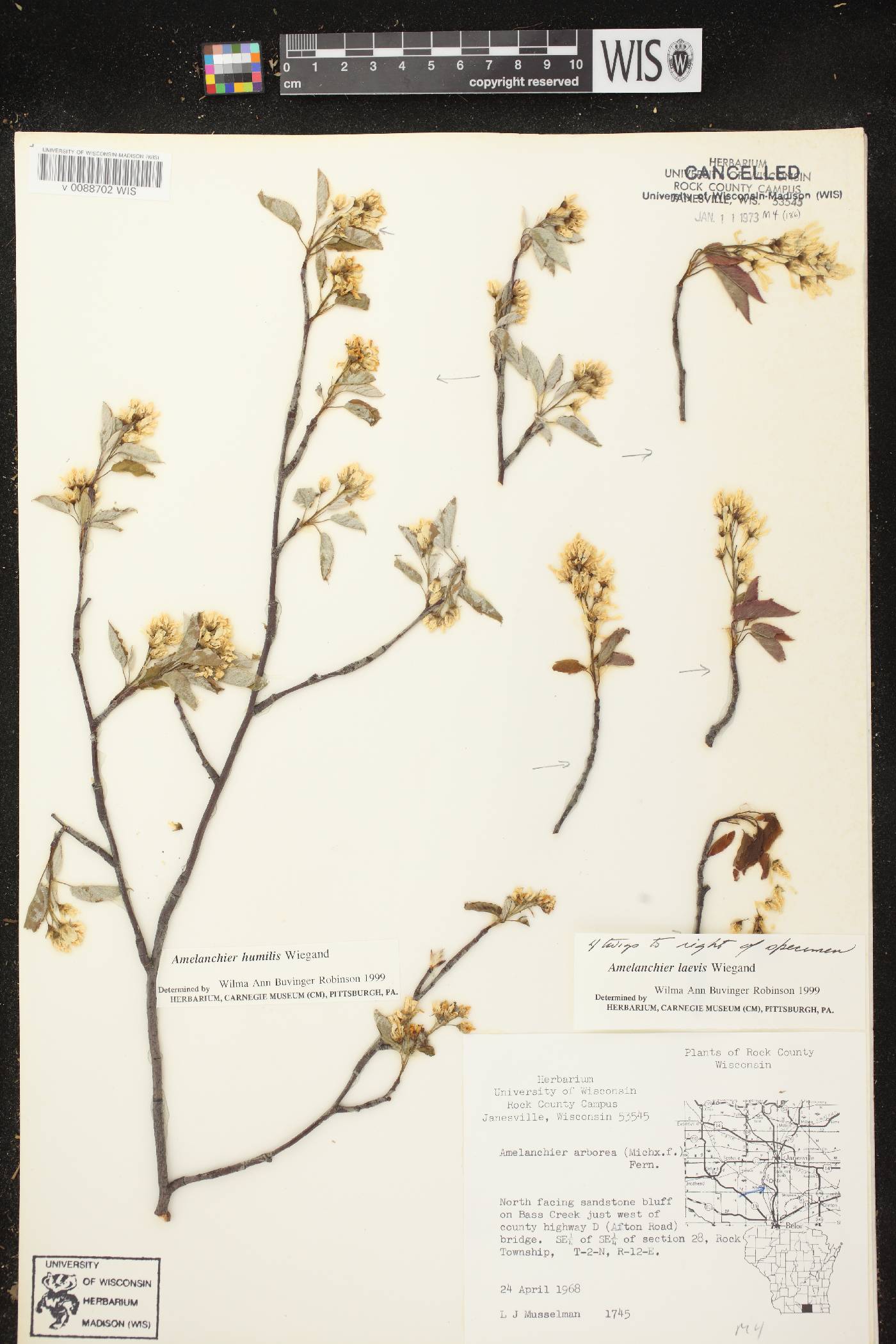 Amelanchier laevis image
