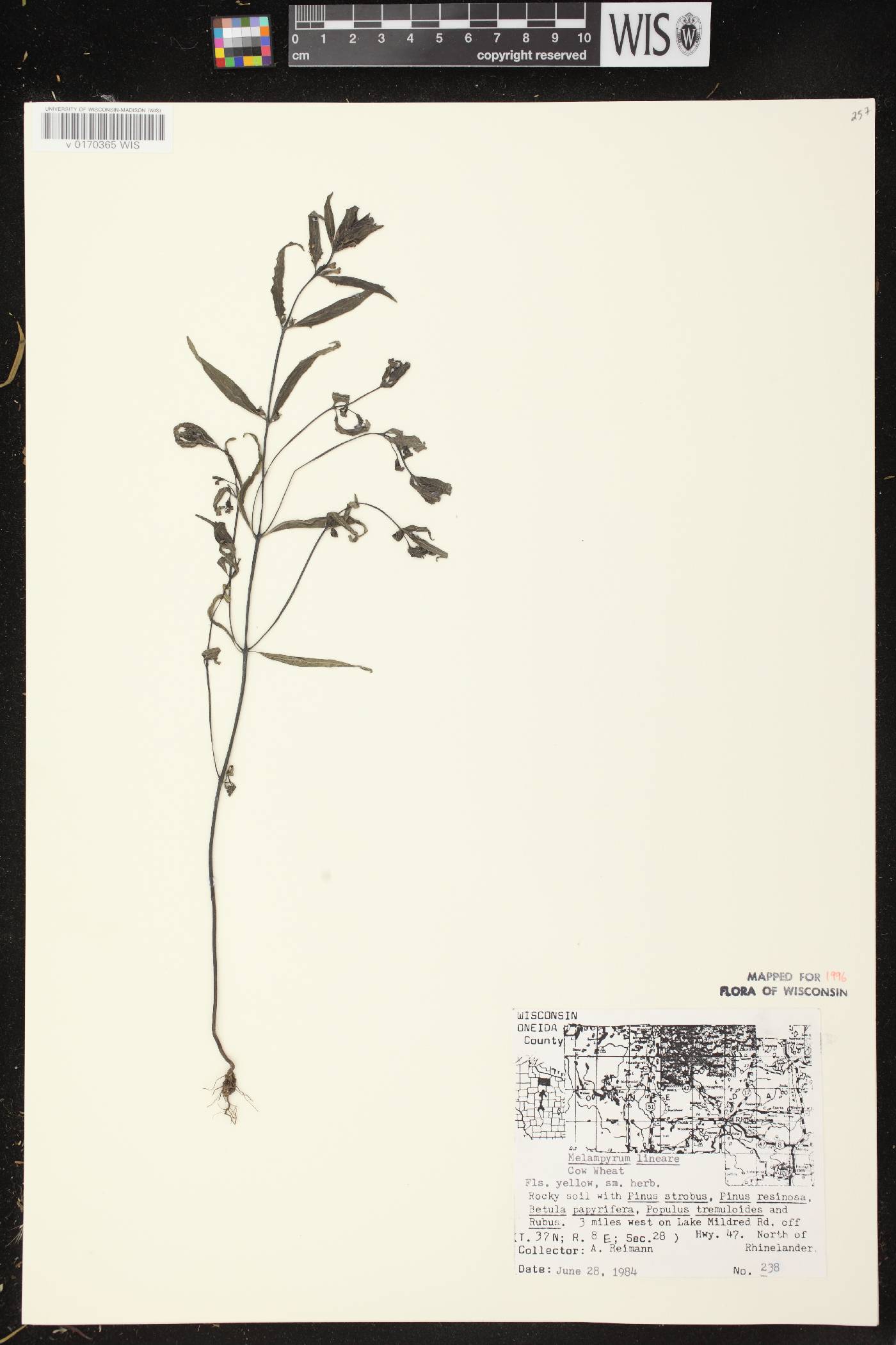Melampyrum lineare image