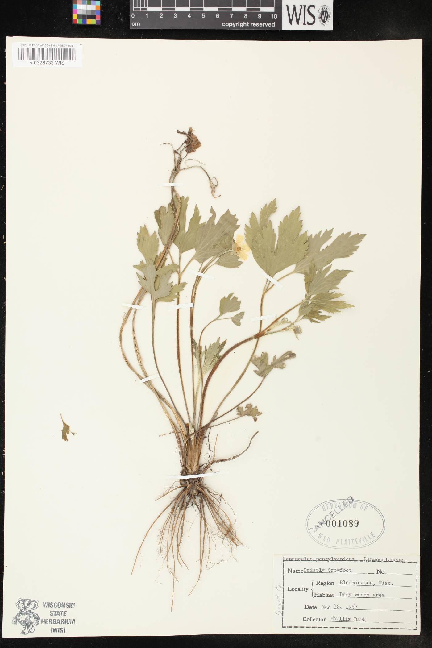 Ranunculus hispidus image