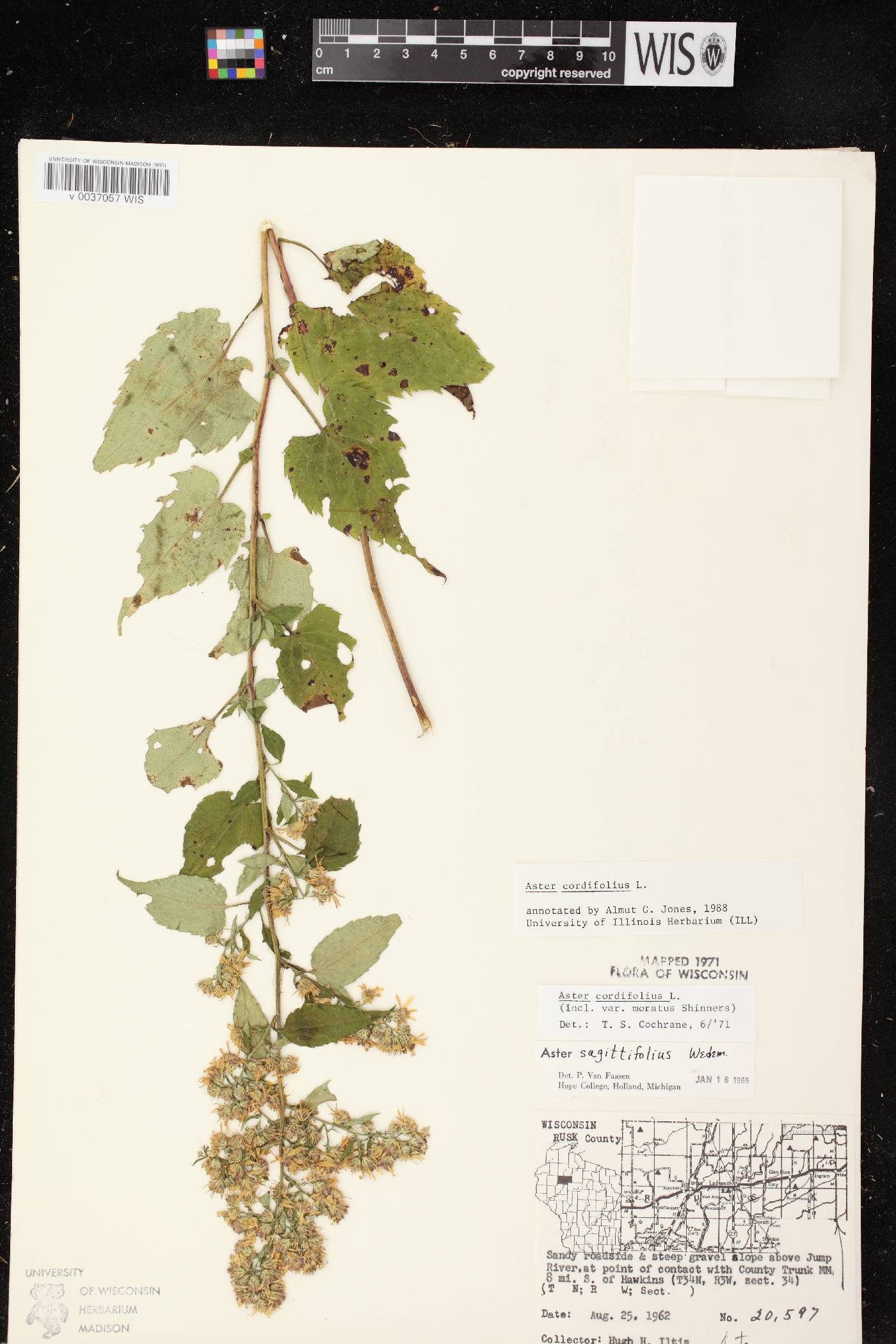 Symphyotrichum cordifolium image