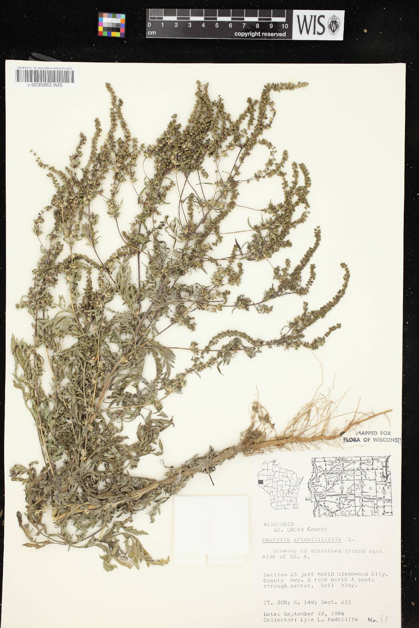 Ambrosia artemisiifolia image