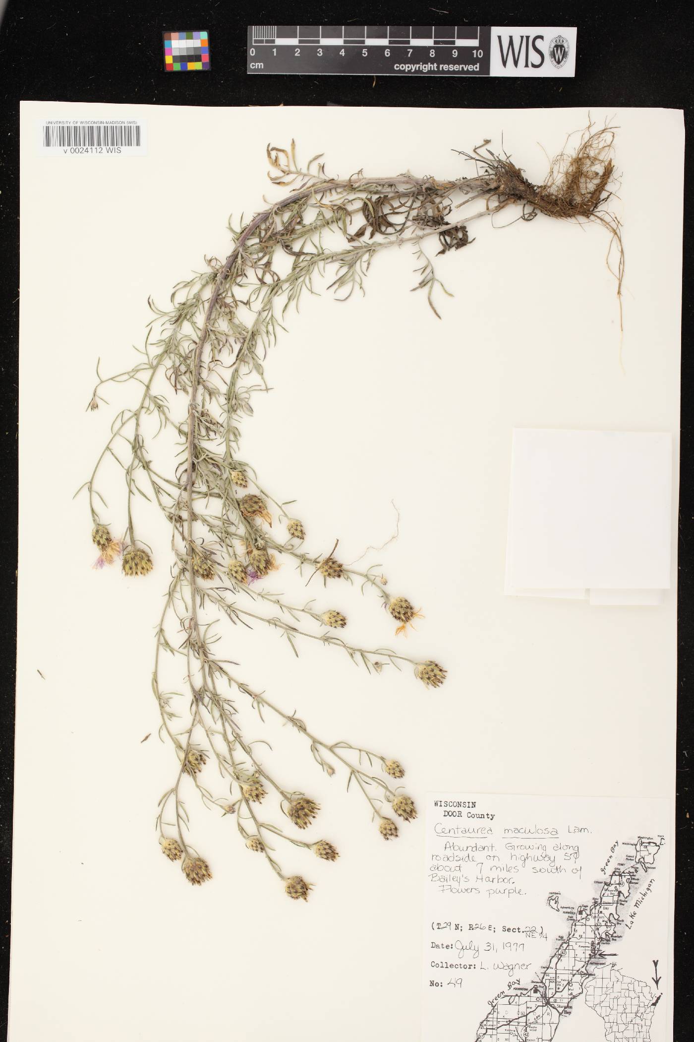 Centaurea stoebe subsp. micranthos image