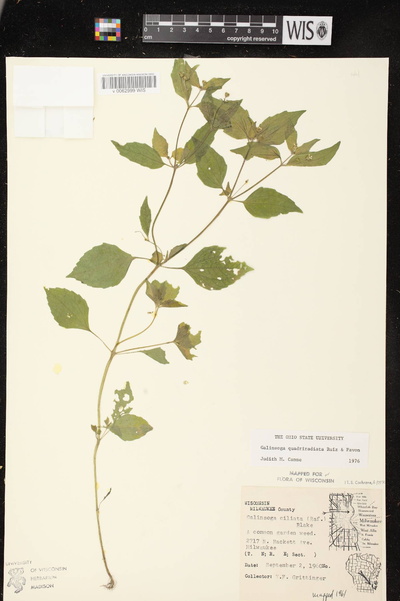 Galinsoga quadriradiata image