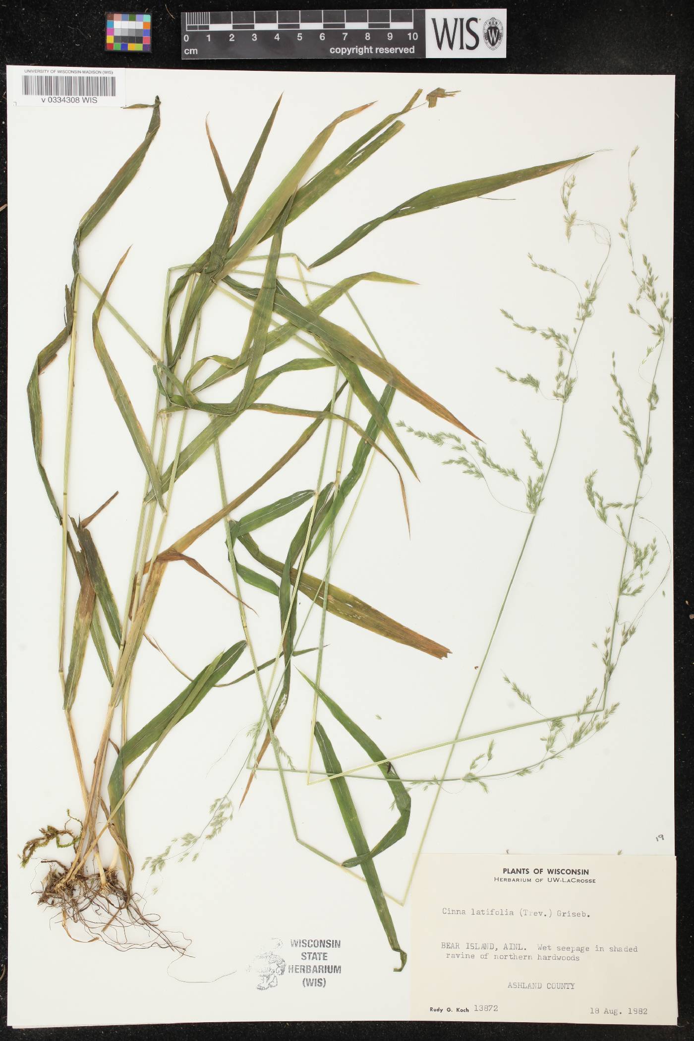 Cinna latifolia image