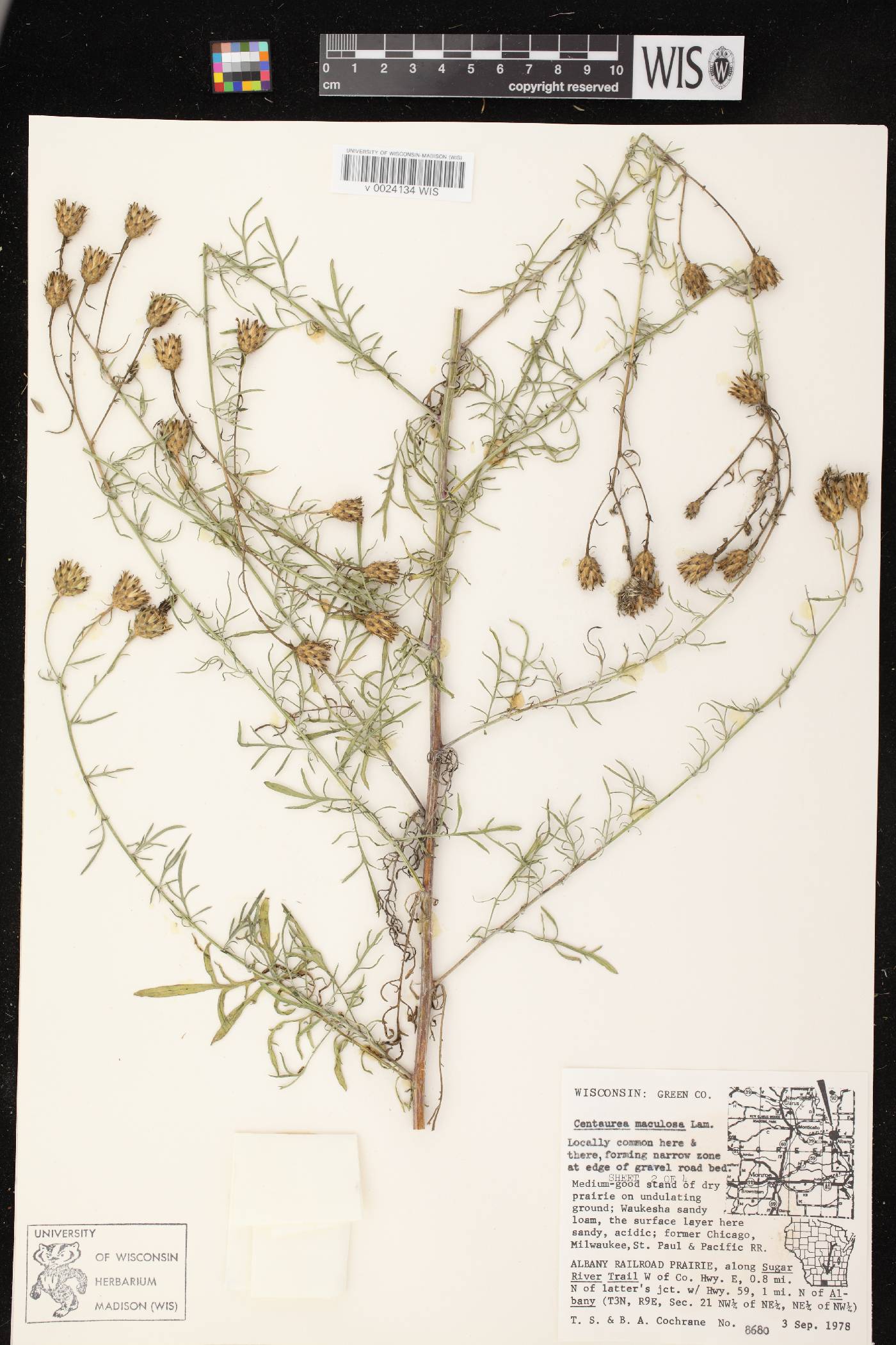 Centaurea stoebe subsp. micranthos image