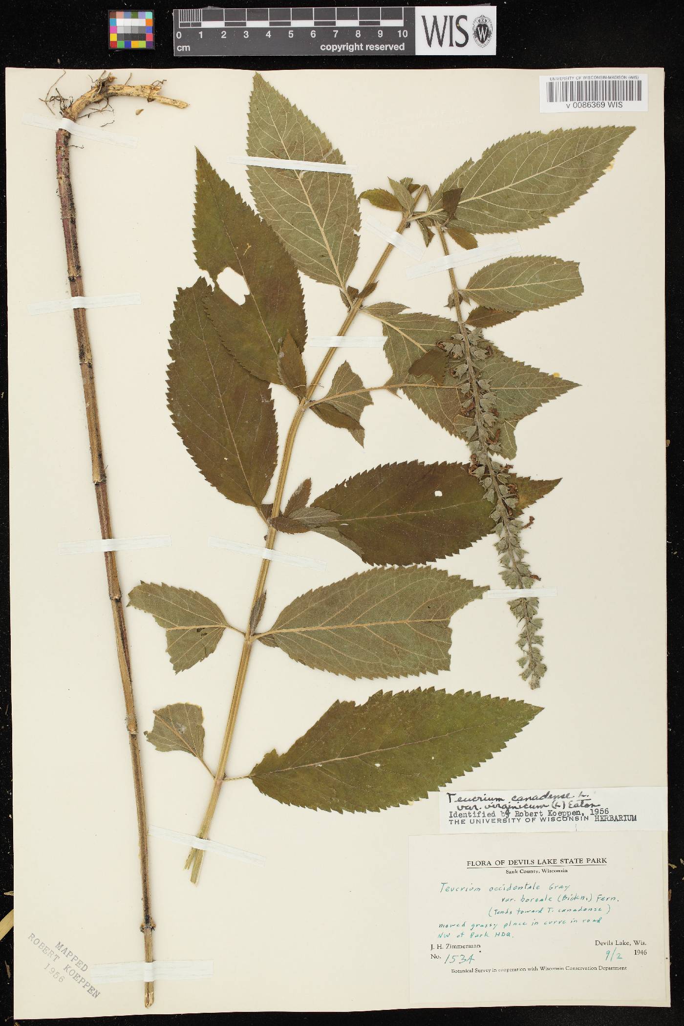 Teucrium canadense image