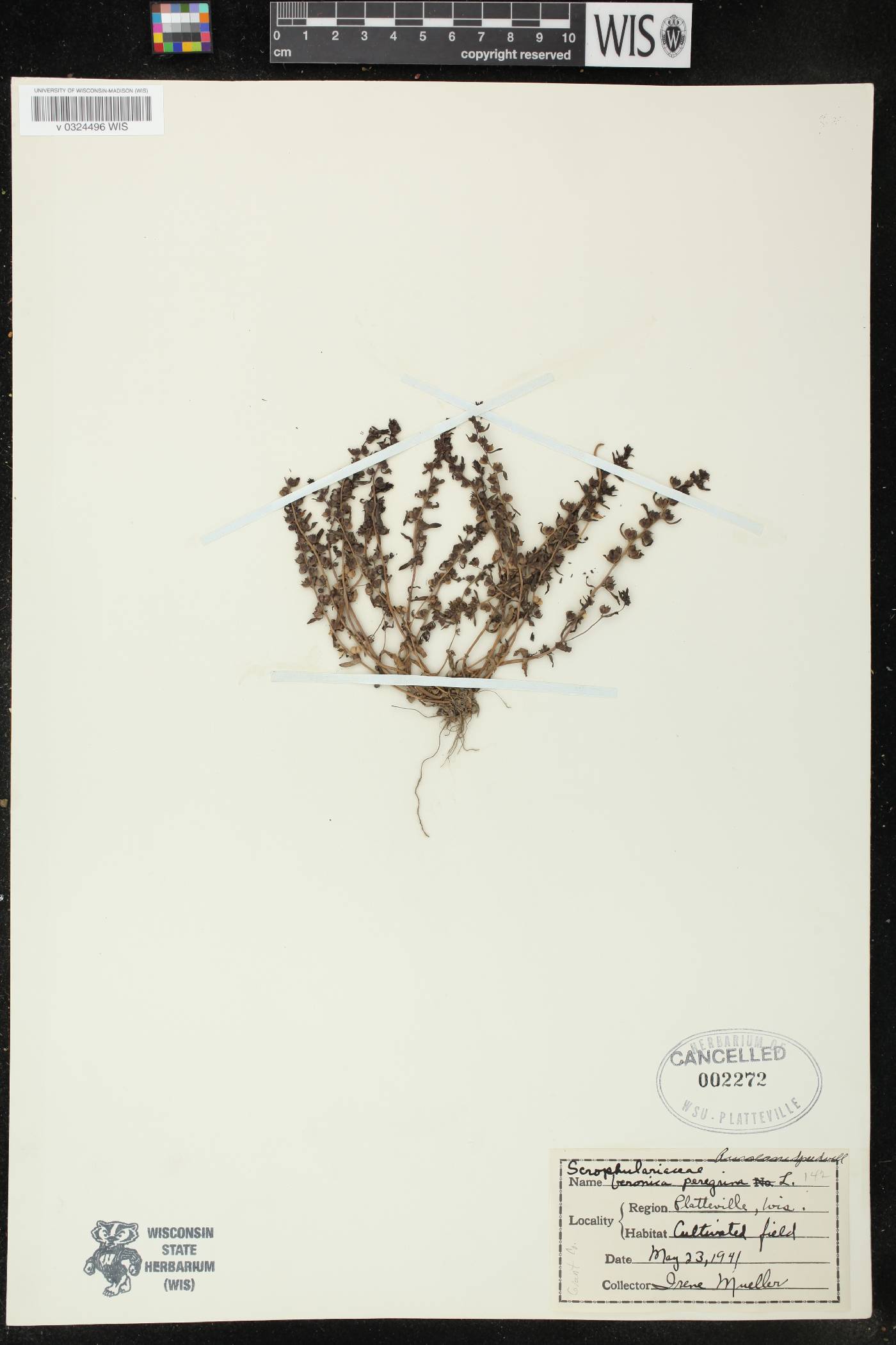 Veronica peregrina image
