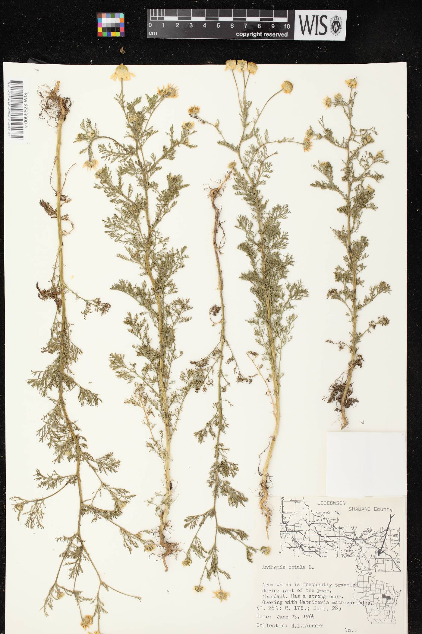Anthemis cotula image