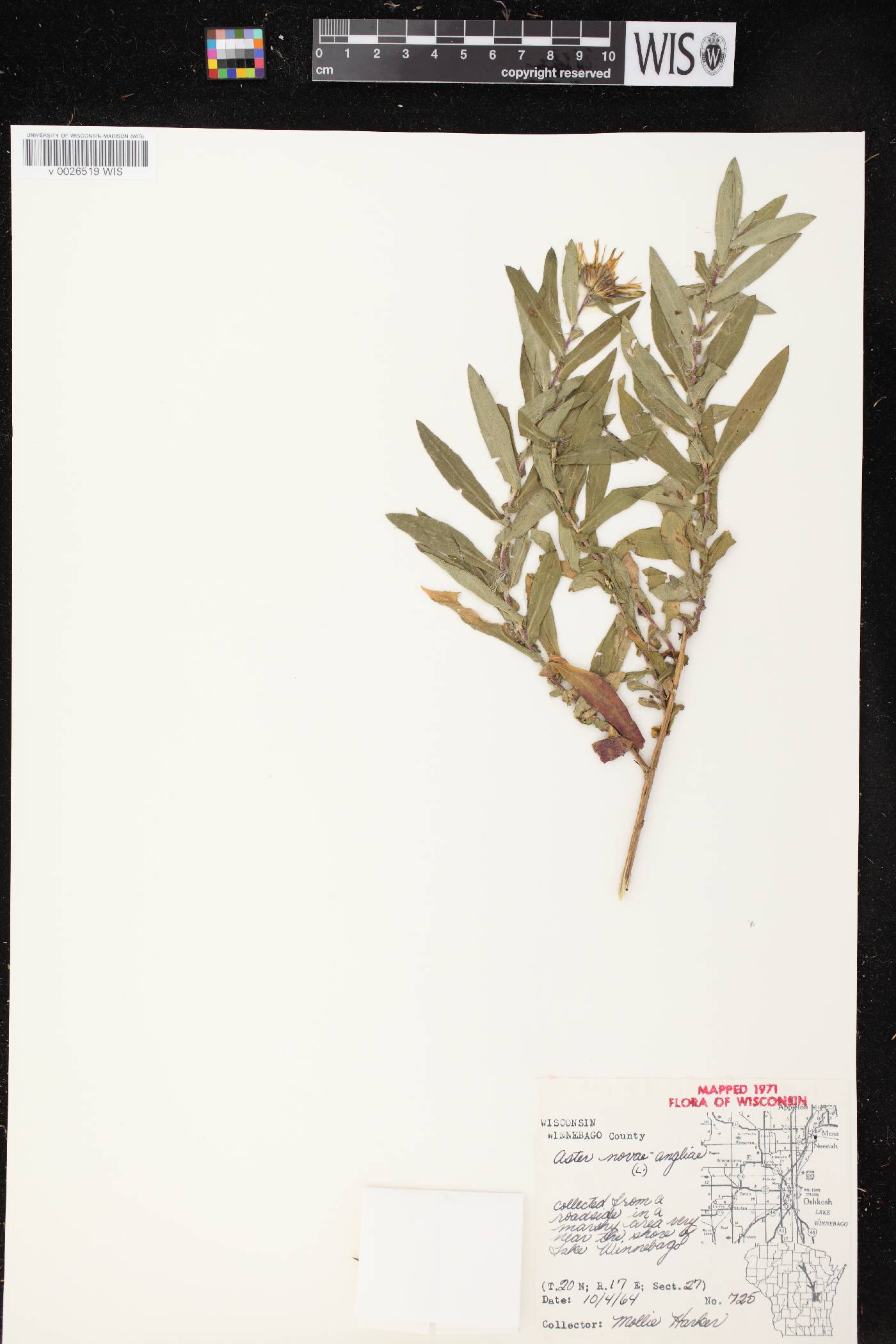 Symphyotrichum novae-angliae image