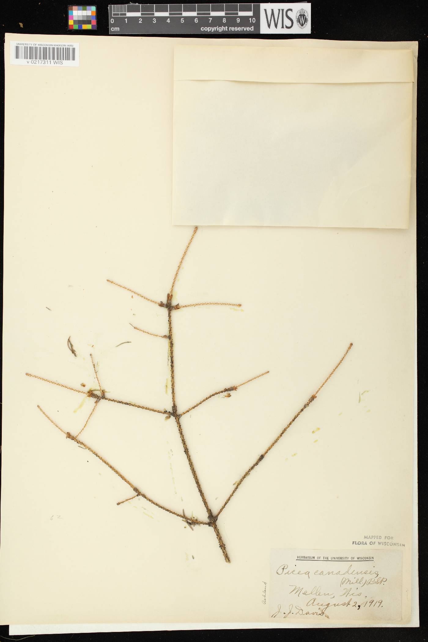 Picea glauca image