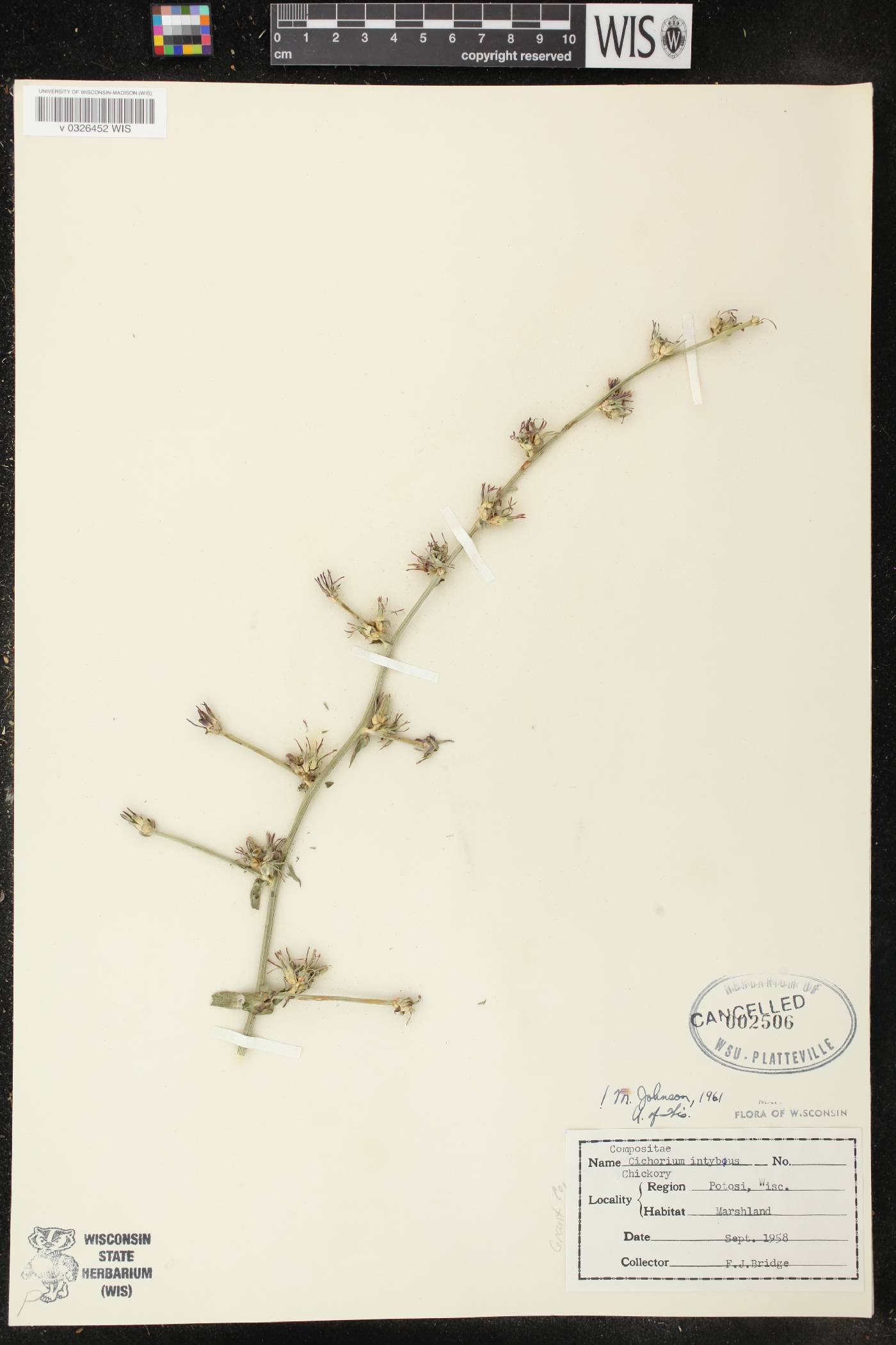Cichorium intybus image