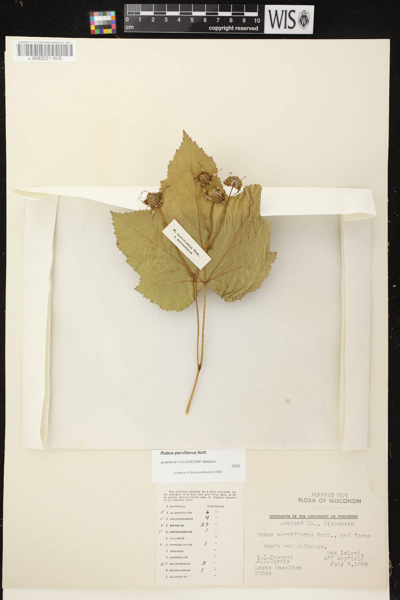 Rubus parviflorus image