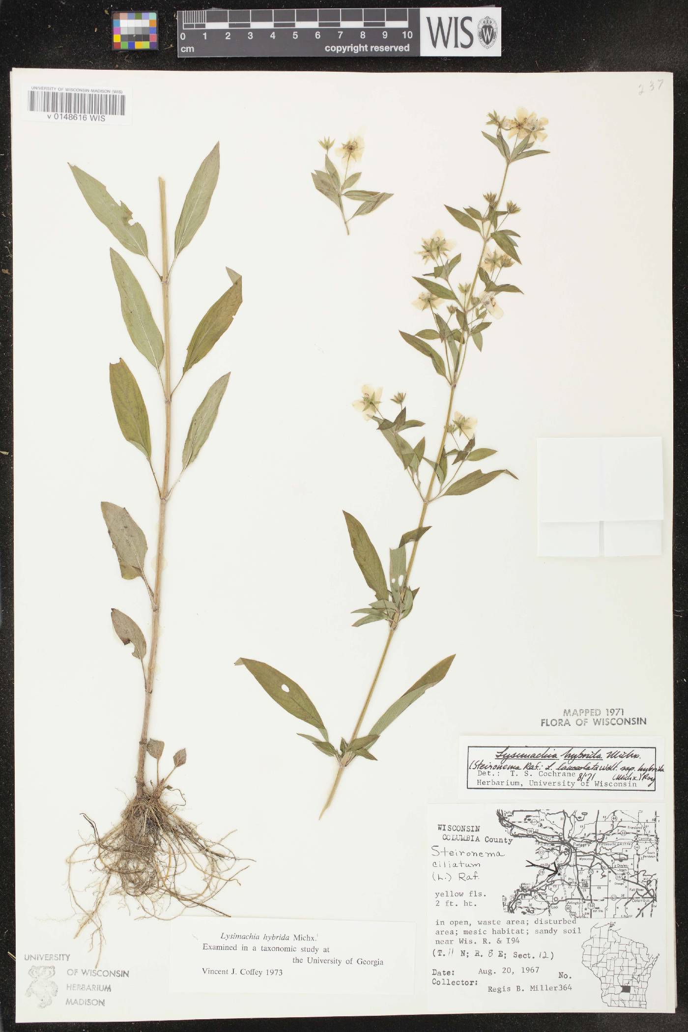 Lysimachia hybrida image