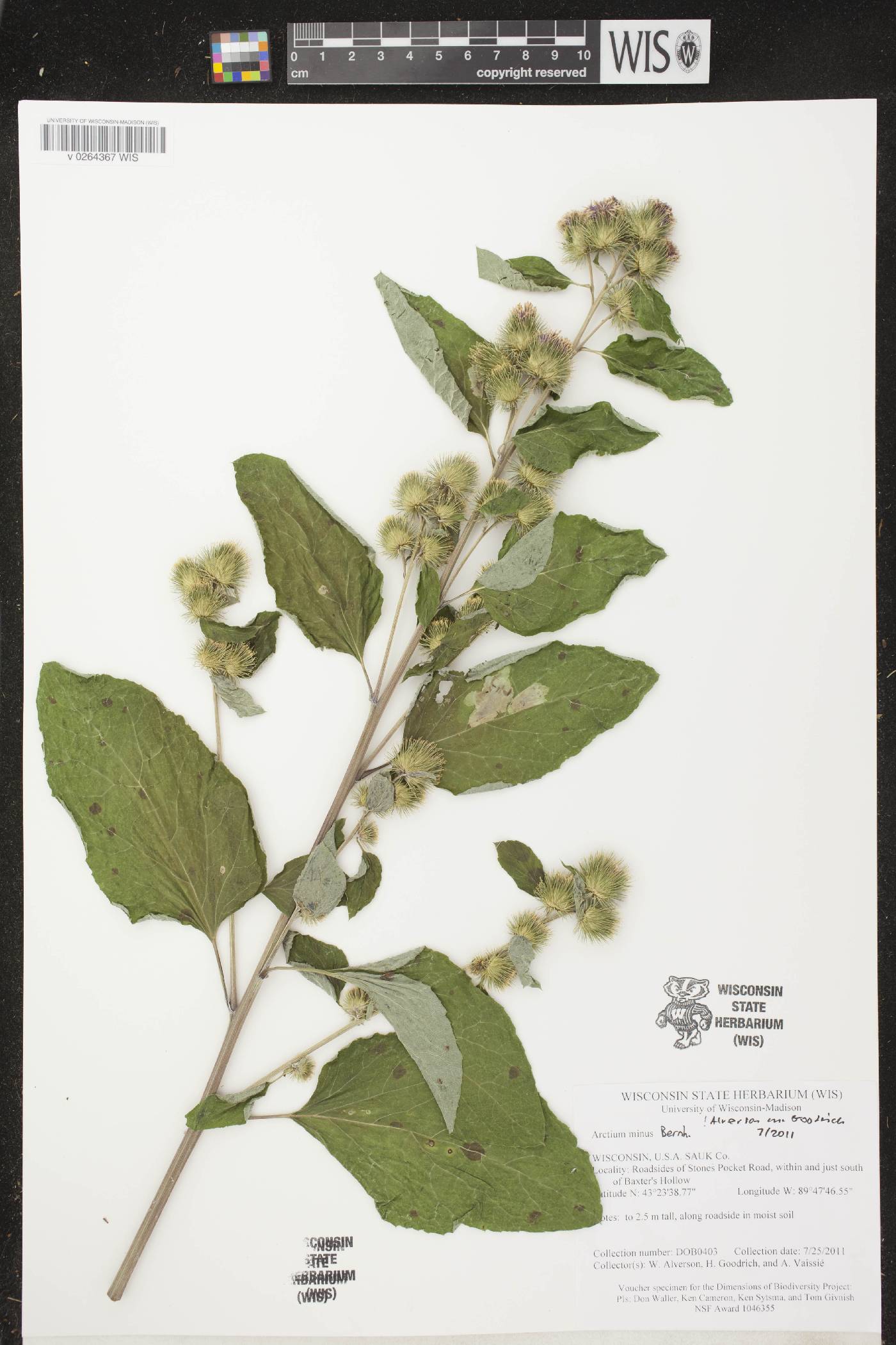 Arctium minus image
