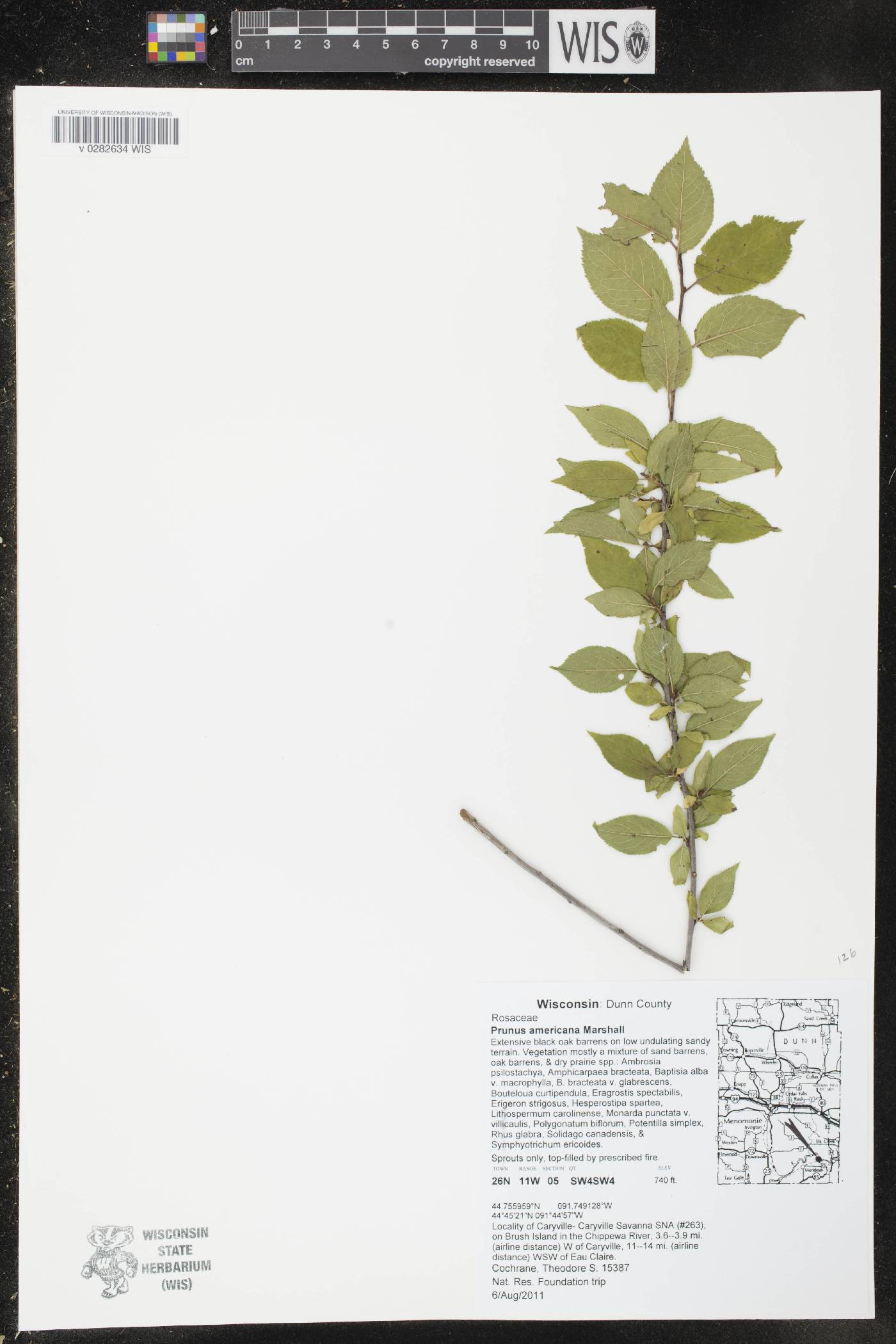 Prunus americana image