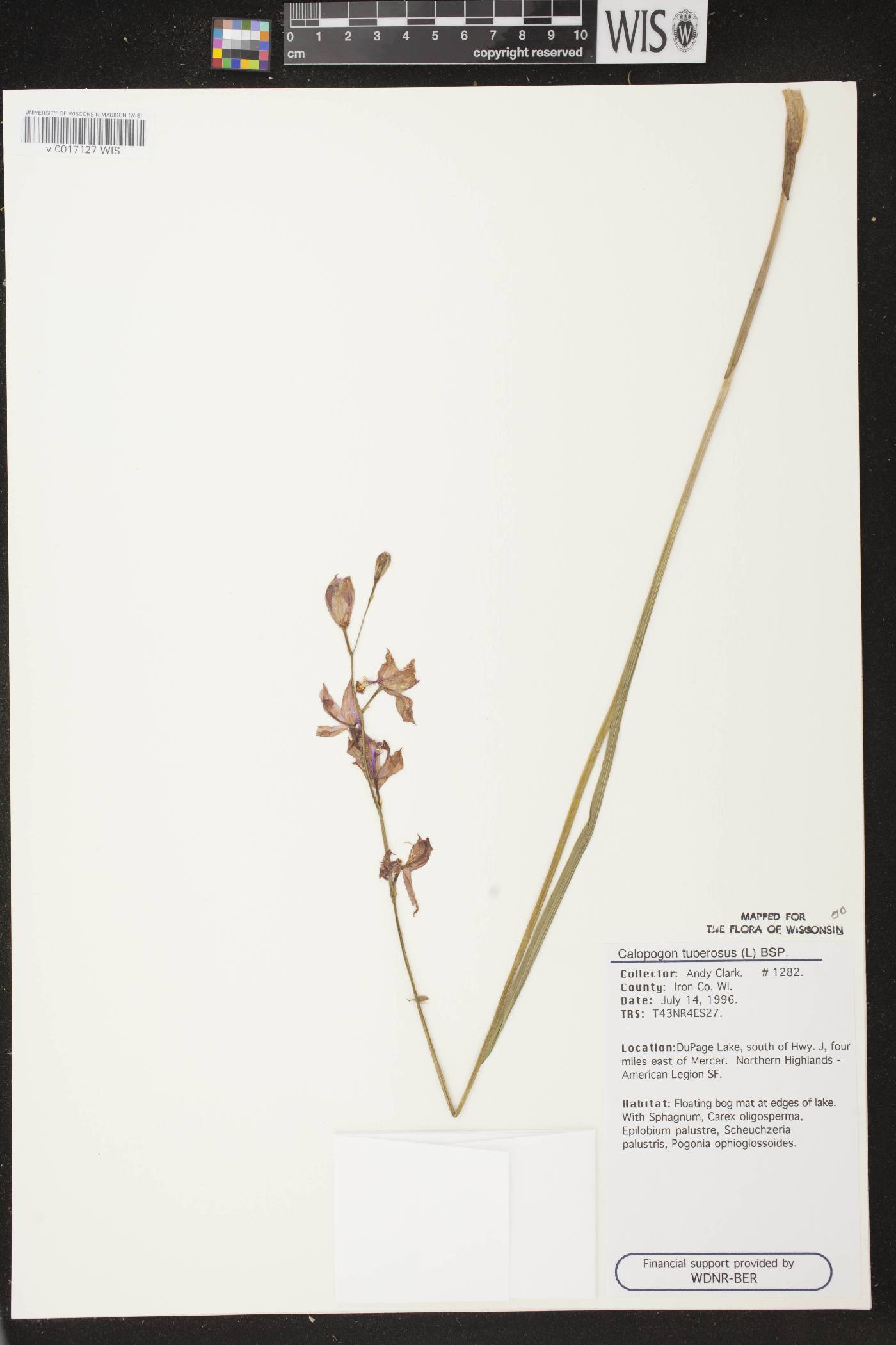 Calopogon tuberosus var. tuberosus image
