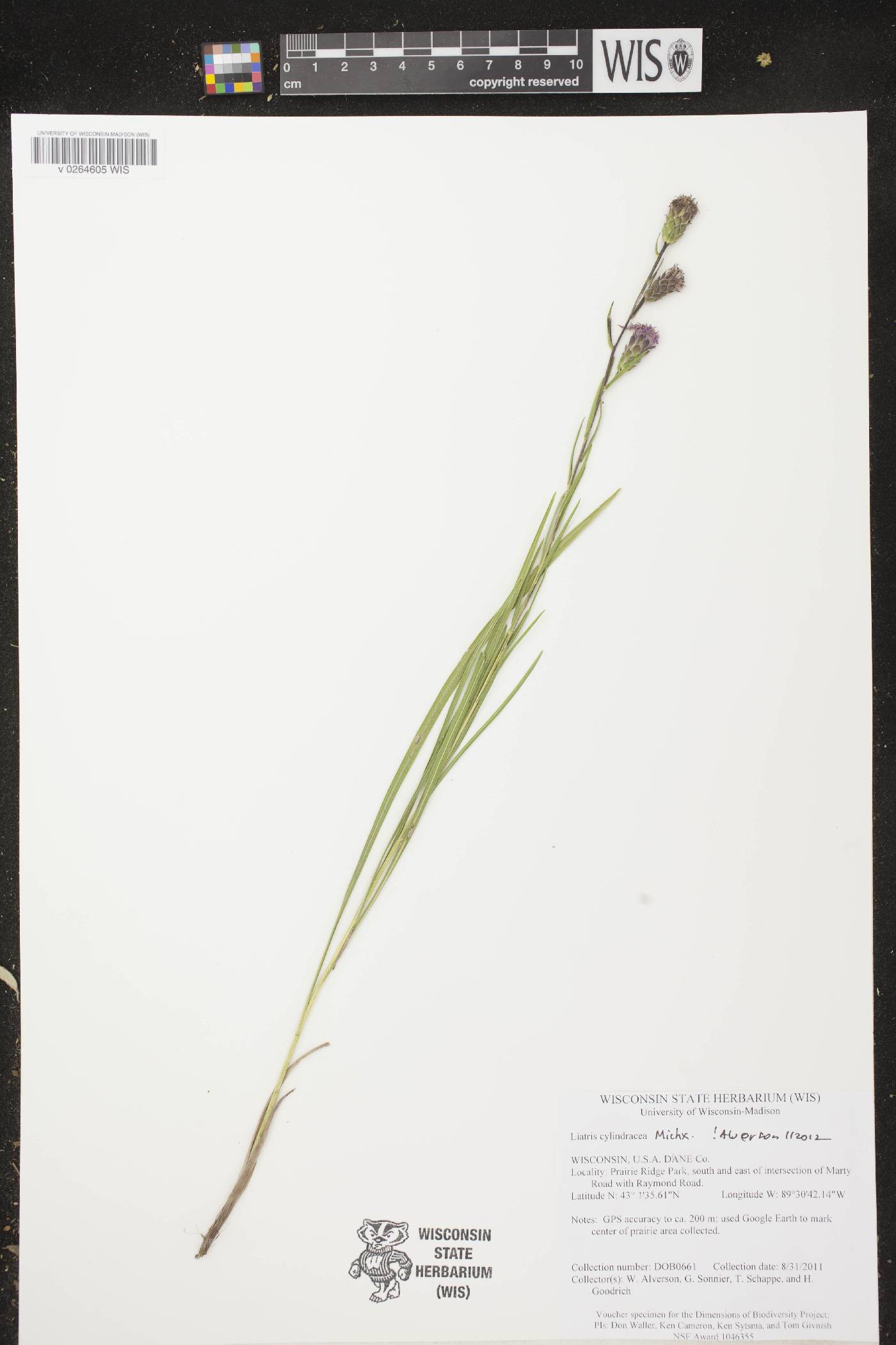 Liatris cylindracea image