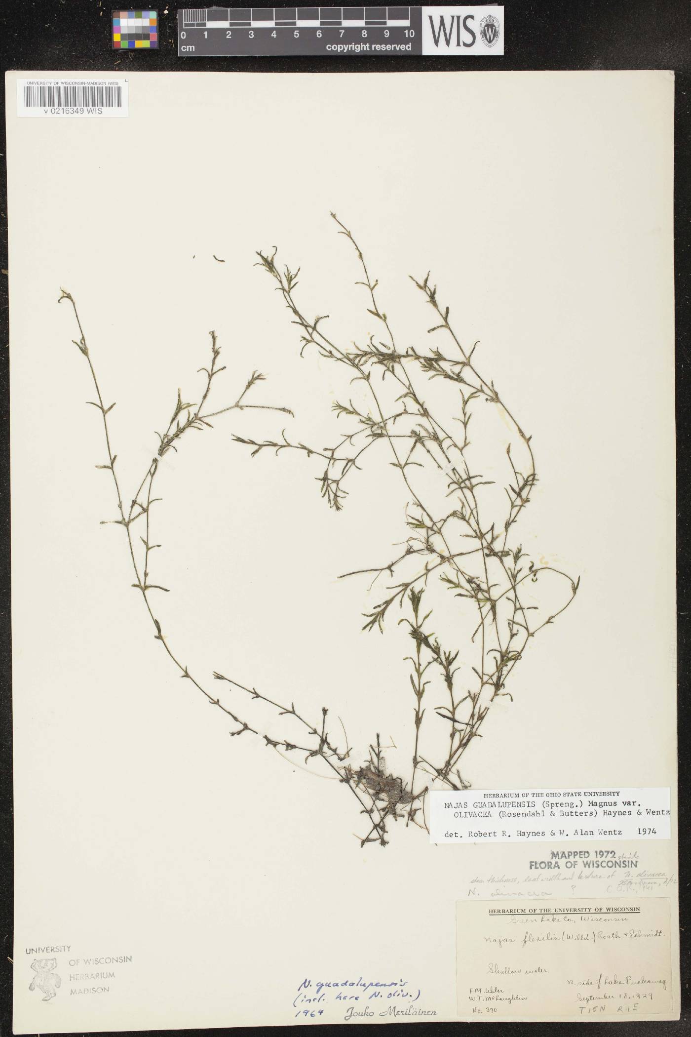 Najas guadalupensis subsp. olivacea image