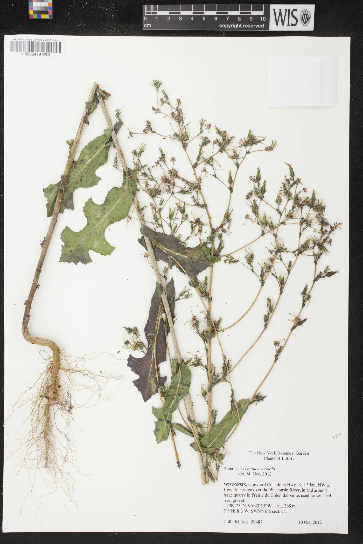 Lactuca serriola image