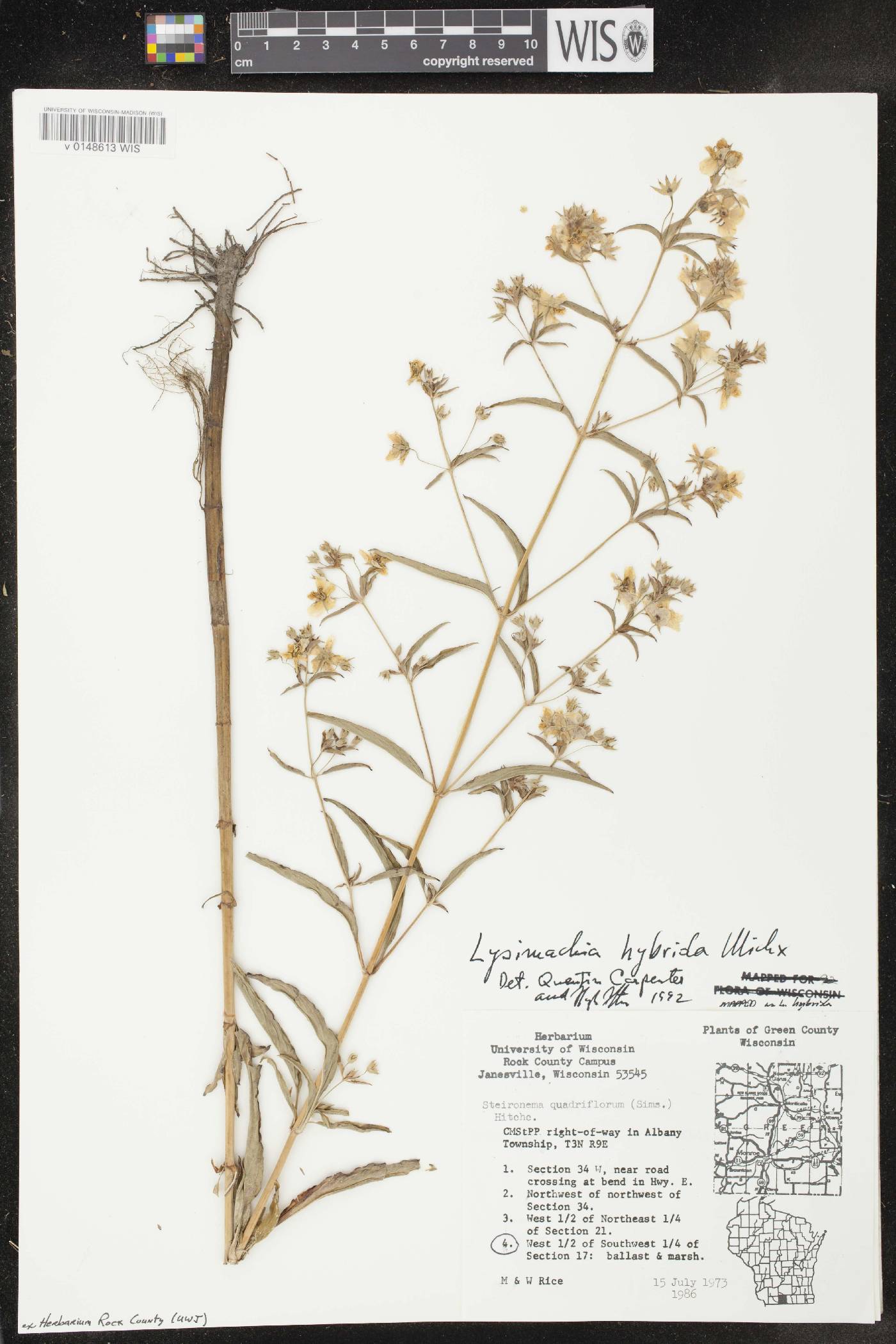 Lysimachia hybrida image