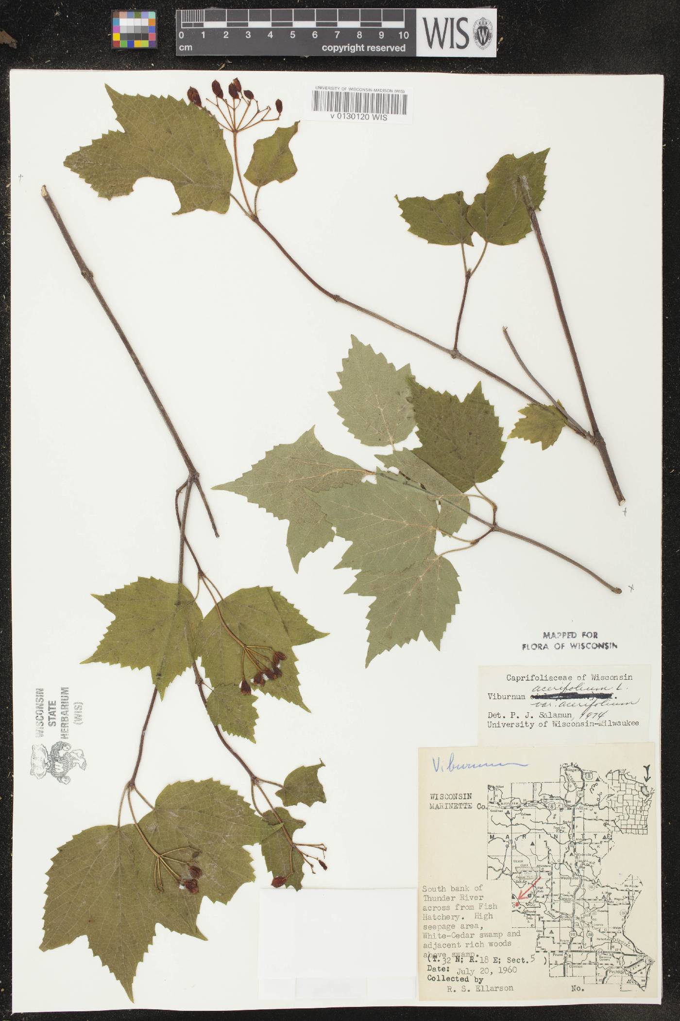 Viburnum acerifolium image