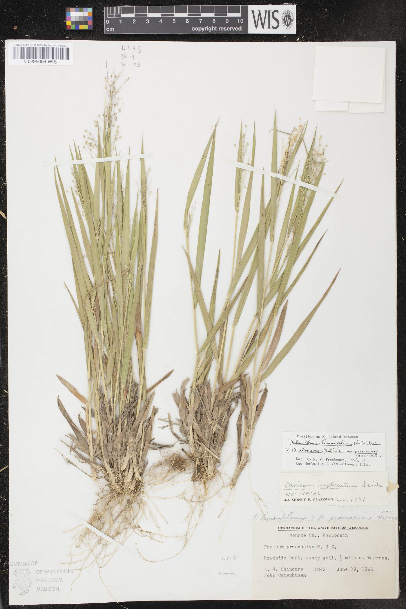 Dichanthelium meridionale image