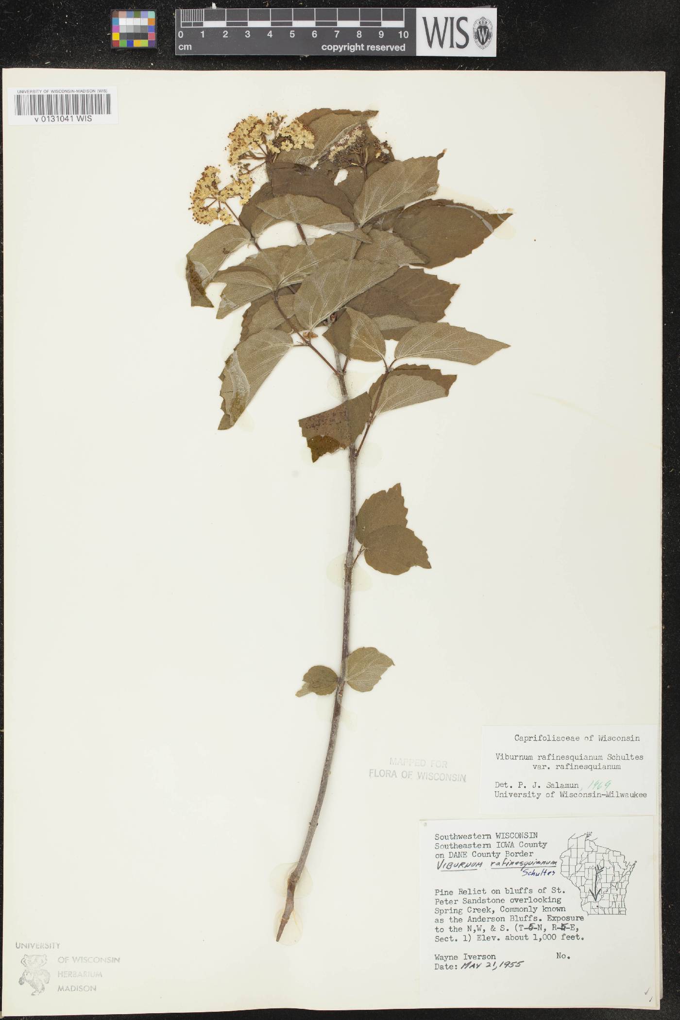 Viburnum rafinesquianum var. rafinesquianum image
