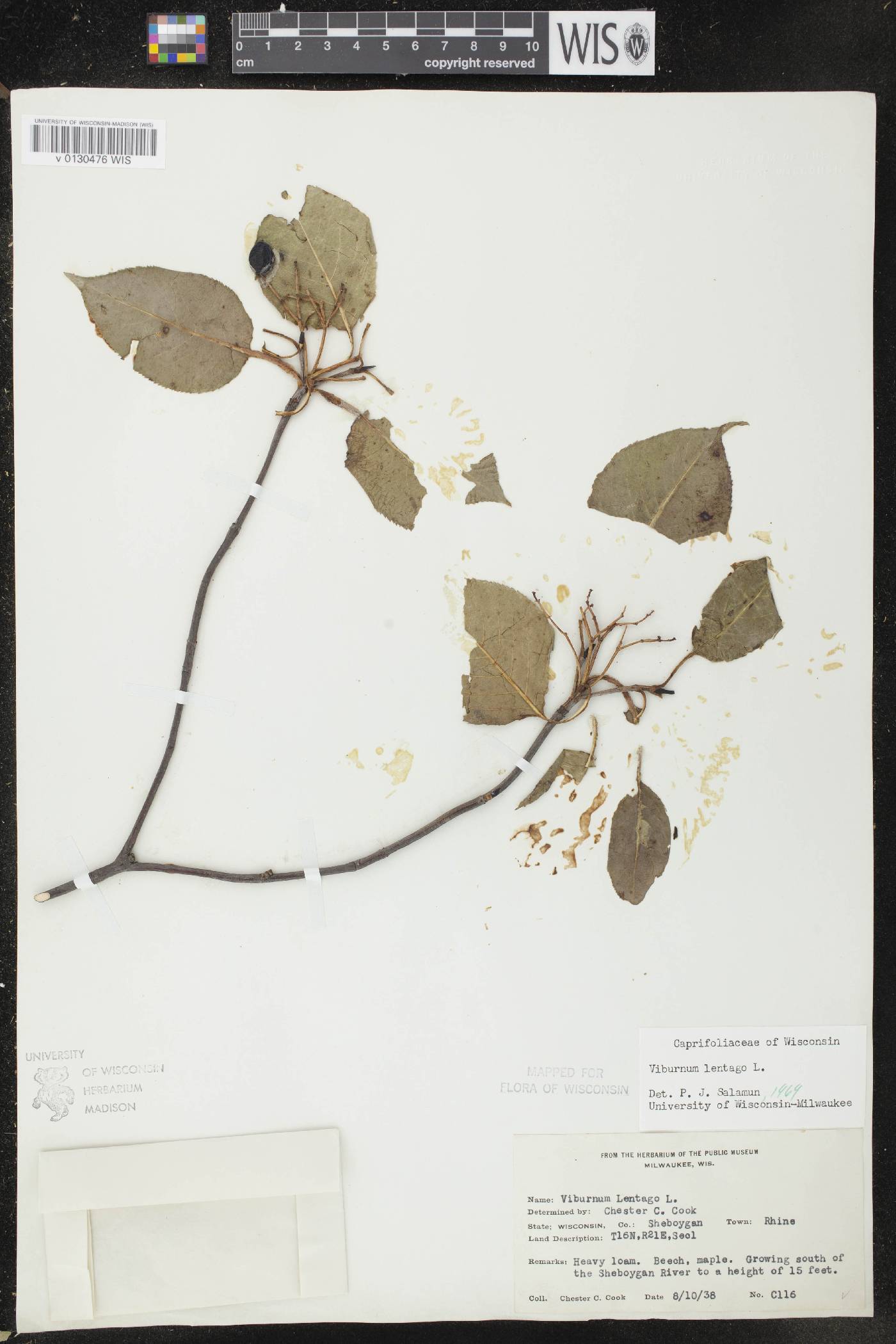 Viburnum lentago image