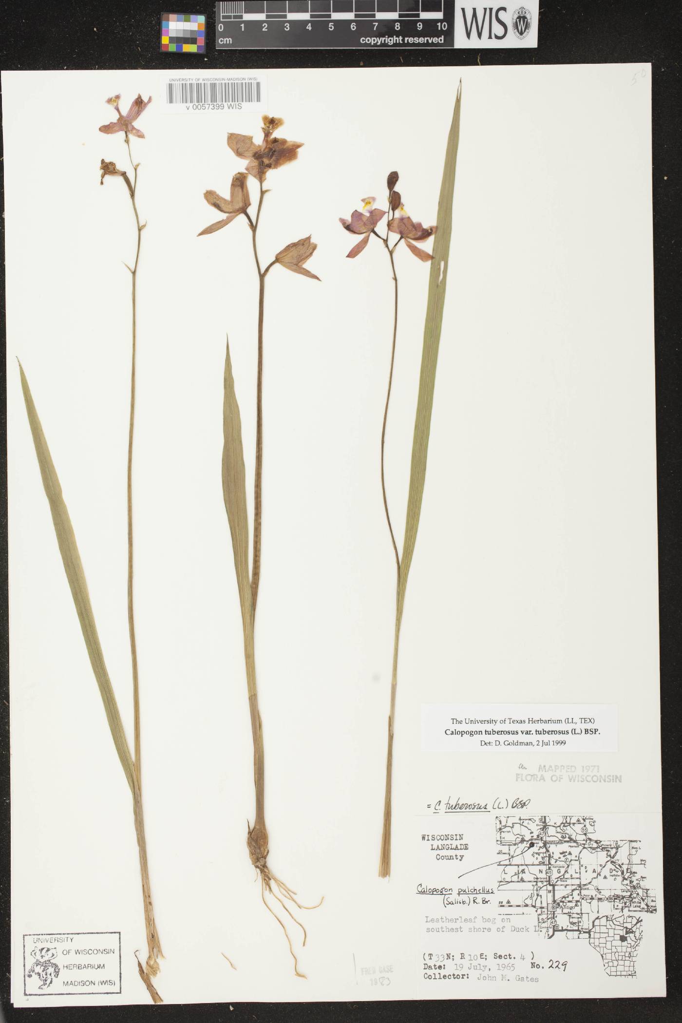 Calopogon tuberosus var. tuberosus image