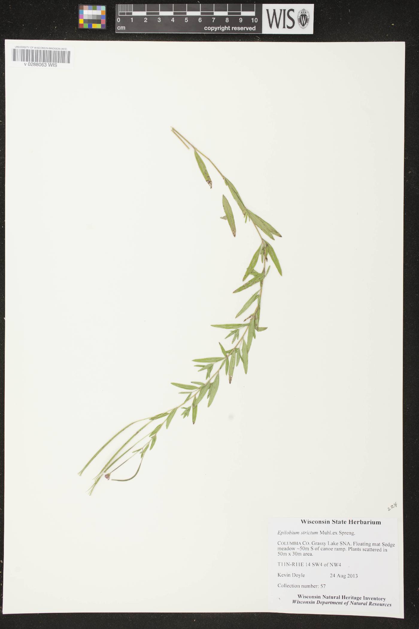 Epilobium strictum image