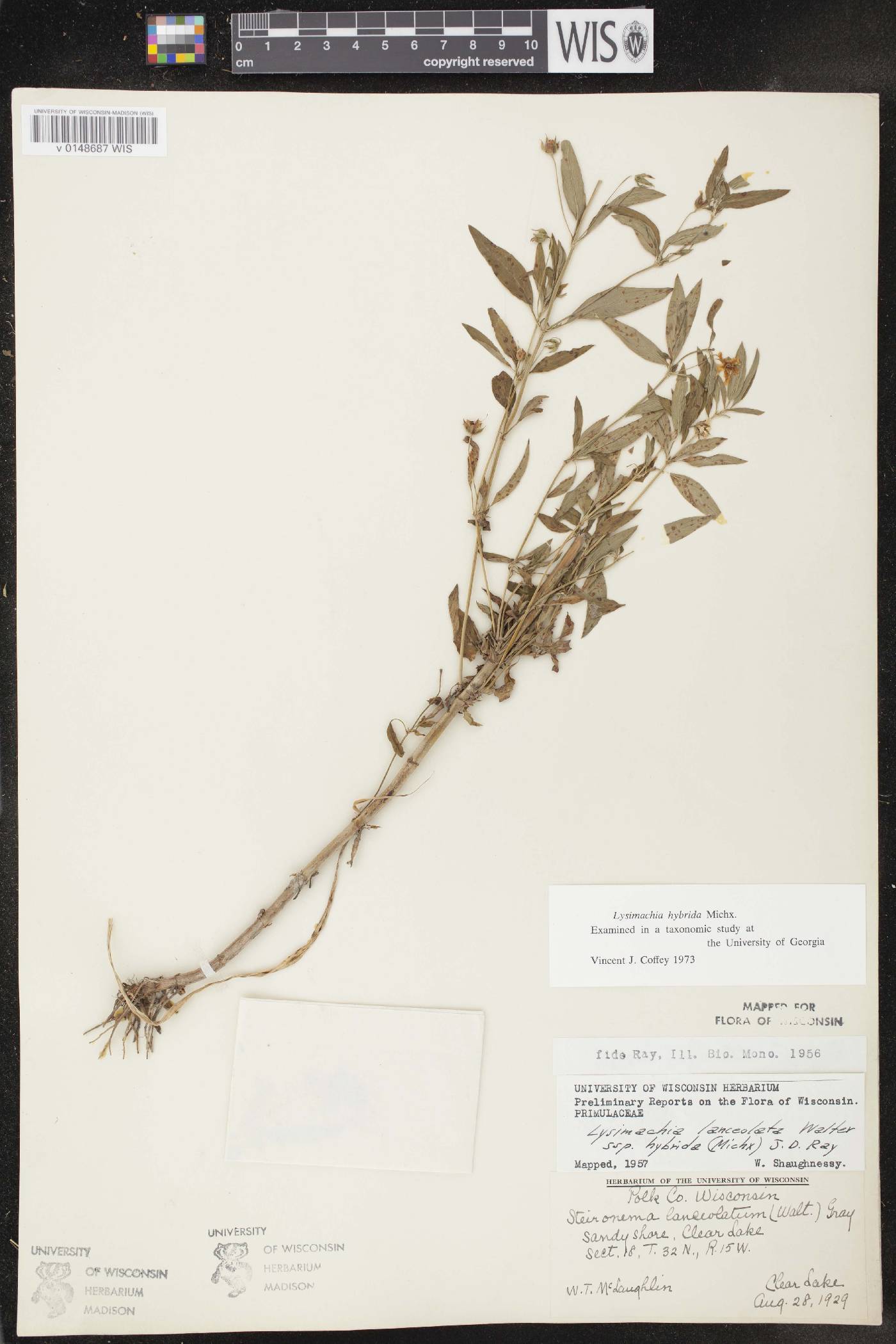 Lysimachia hybrida image